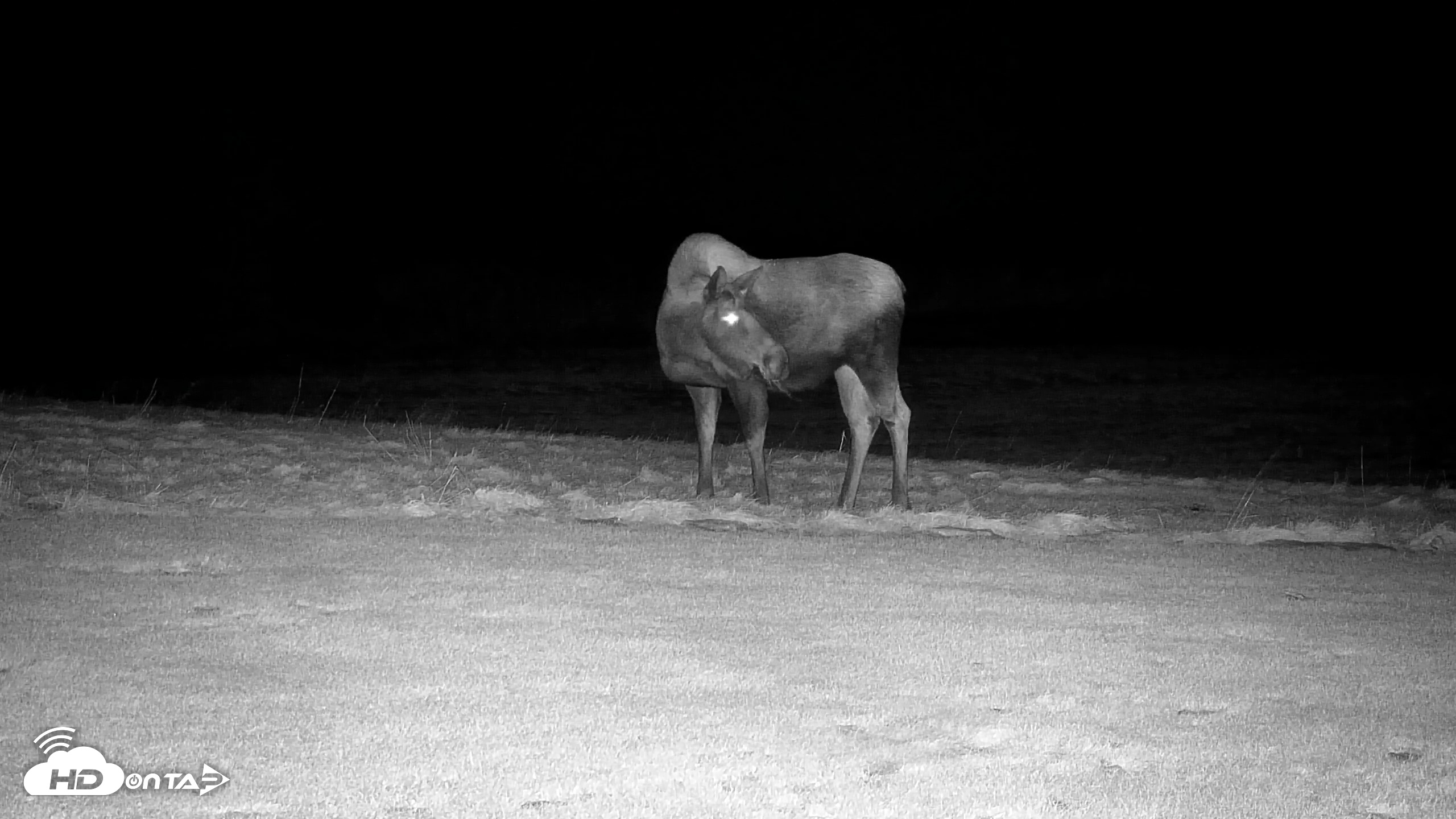 Snapshot of Inspiration Ridge - Homer Alaska Live Webcam taken Dec 8, 2025, 7:07pm AKST