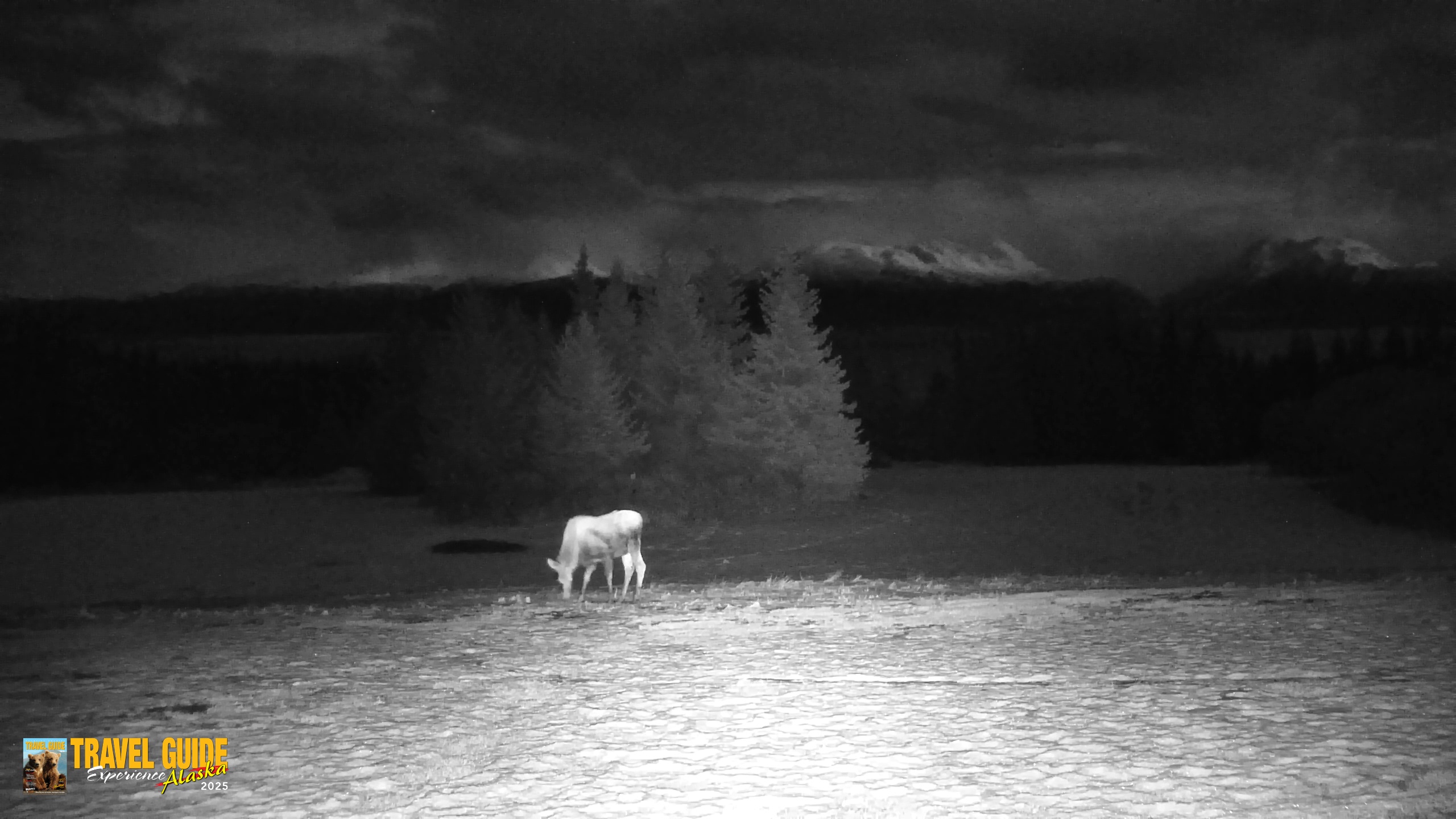 Snapshot of Inspiration Ridge - Homer Alaska Live Webcam taken Feb 4, 2026, 10:15am AKST