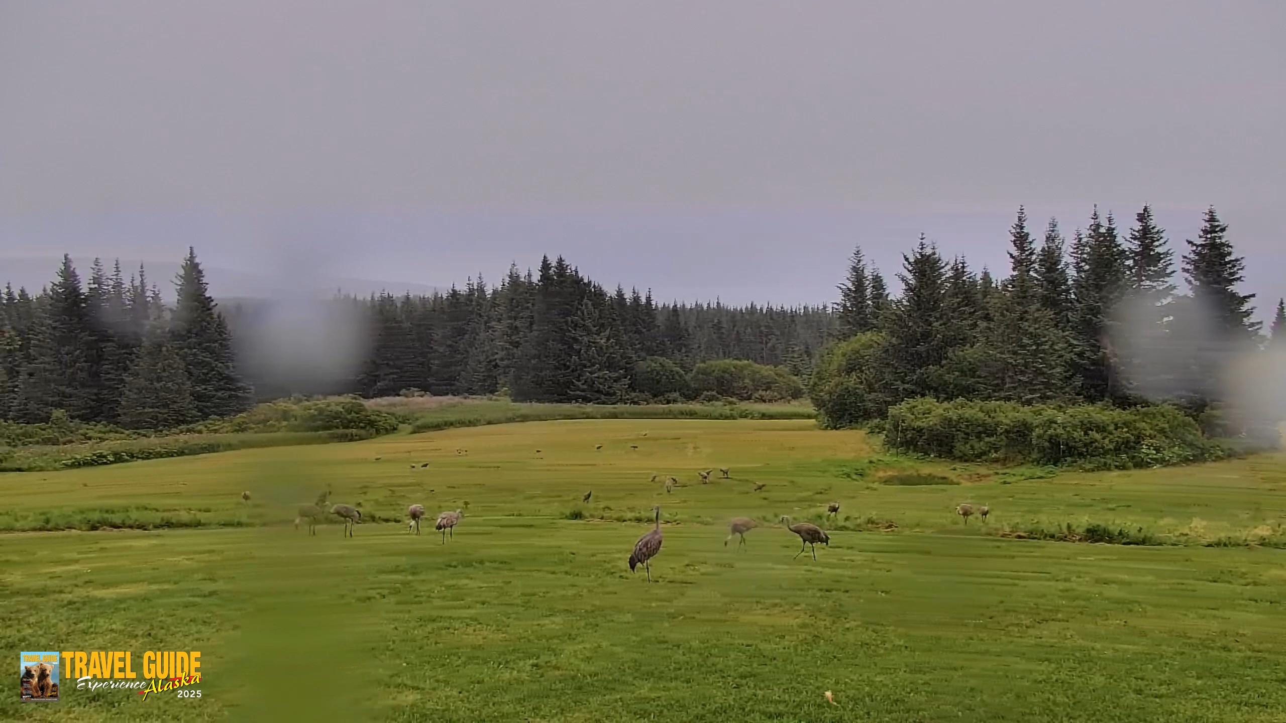 Snapshot of Inspiration Ridge - Homer Alaska Live Webcam taken Aug 22, 2026, 8:15am AKDT