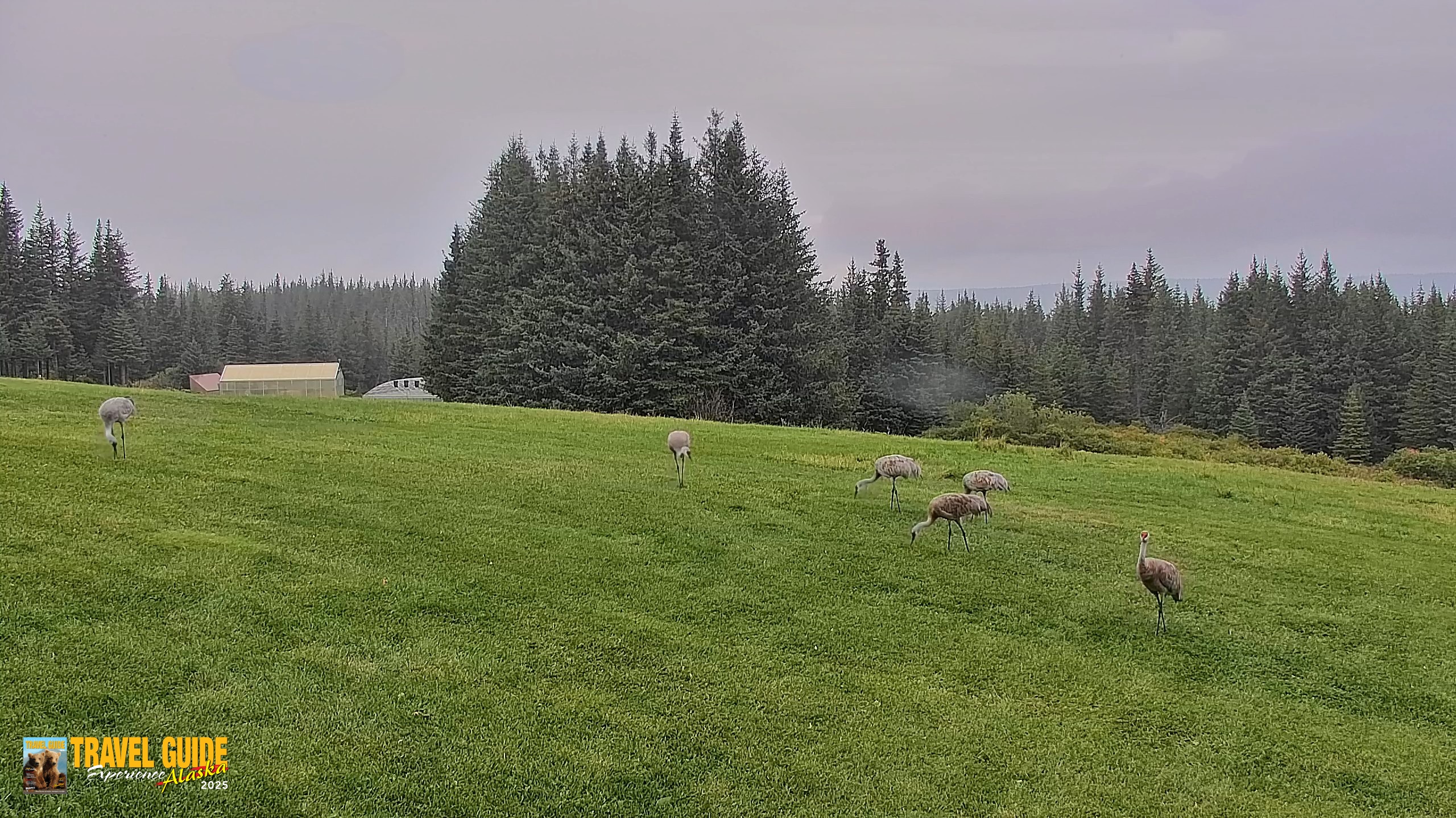 Snapshot of Inspiration Ridge - Homer Alaska Live Webcam taken Sep 8, 2026, 11:19am AKDT