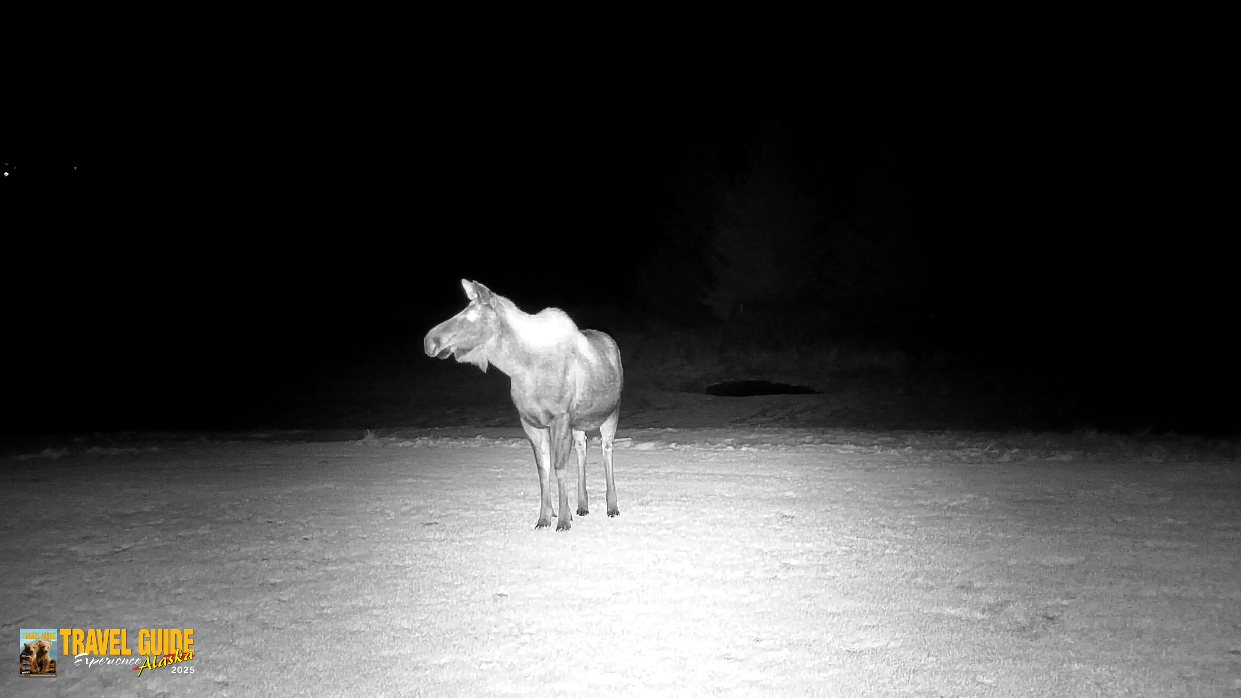 Snapshot of Inspiration Ridge - Homer Alaska Live Webcam taken Dec 25, 2025, 7:26pm AKST