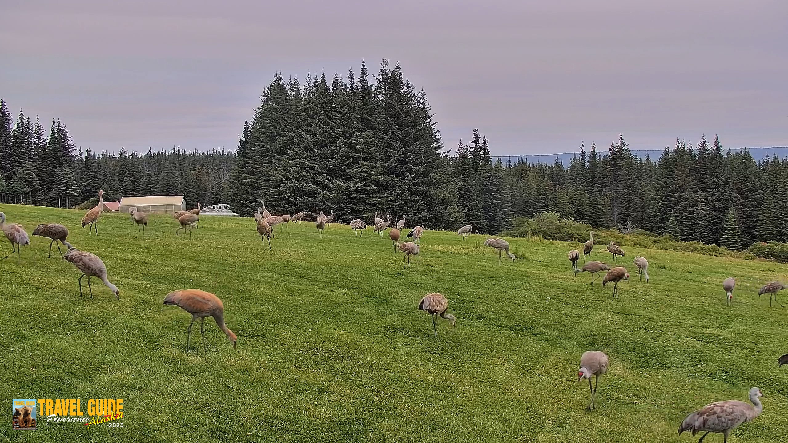 Snapshot of Inspiration Ridge - Homer Alaska Live Webcam taken Sep 4, 2026, 9:28am AKDT
