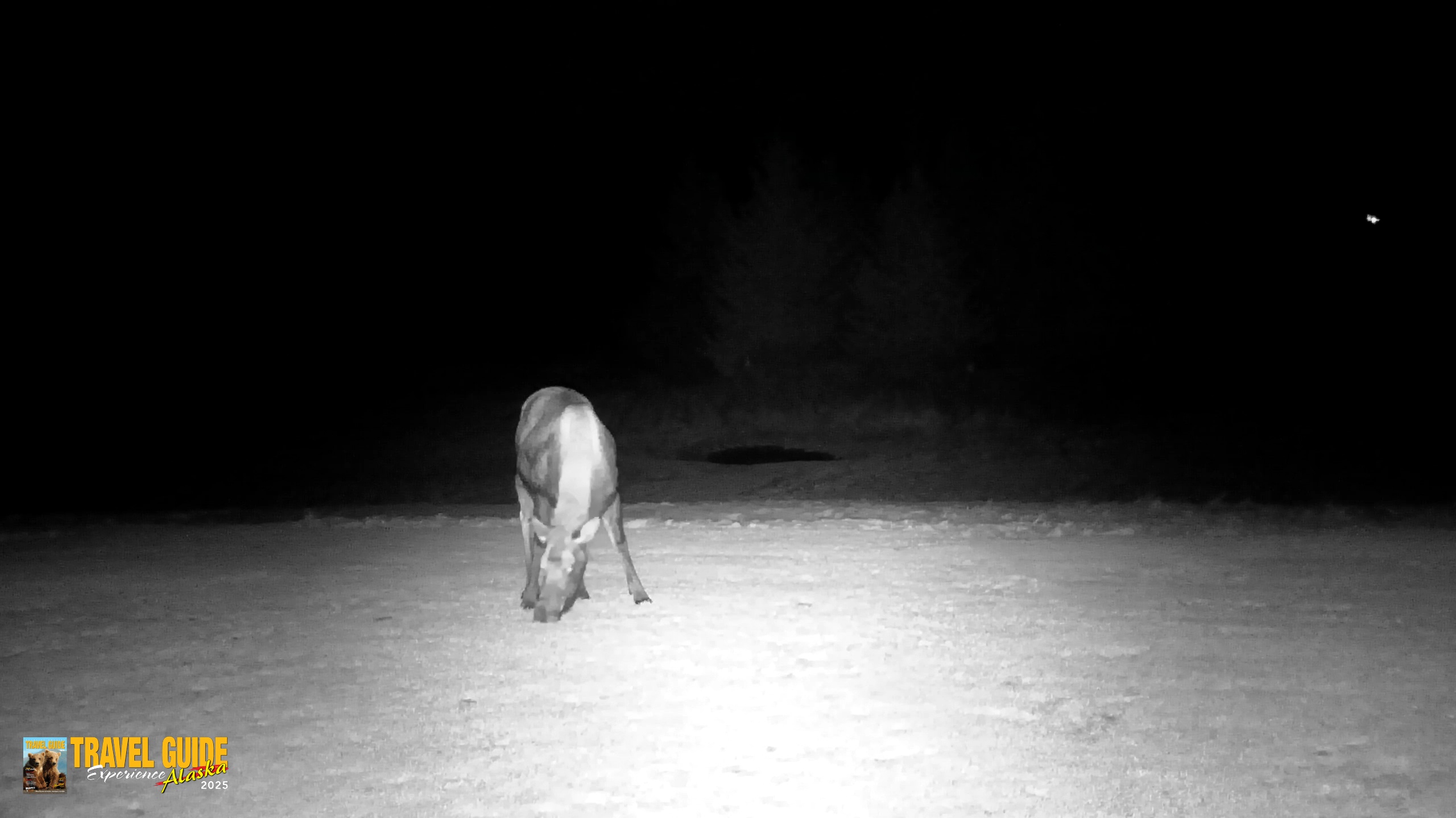 Snapshot of Inspiration Ridge - Homer Alaska Live Webcam taken Dec 25, 2025, 7:21pm AKST