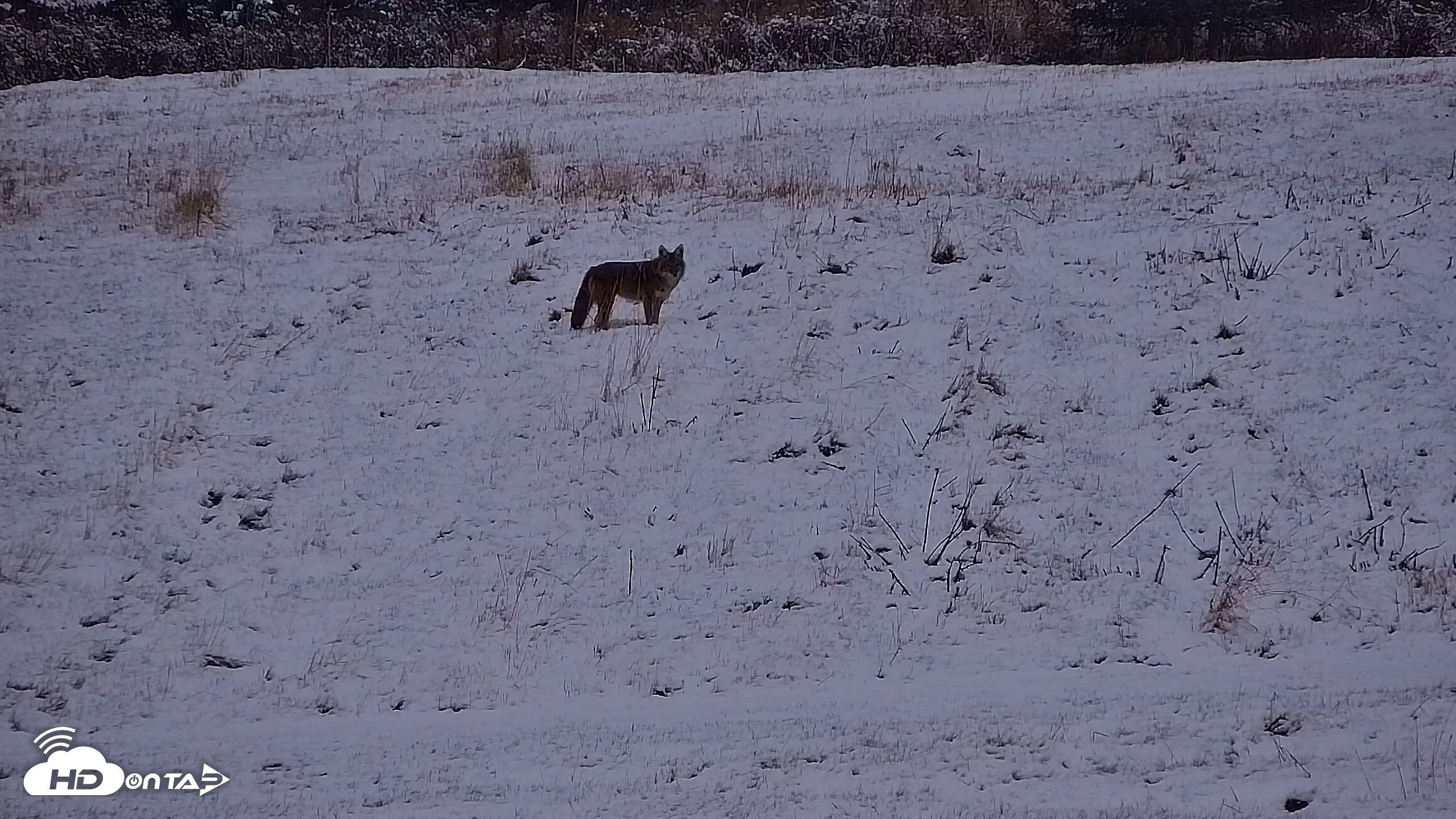 Snapshot of Inspiration Ridge - Homer Alaska Live Webcam taken Nov 7, 2025, 5:24pm AKST