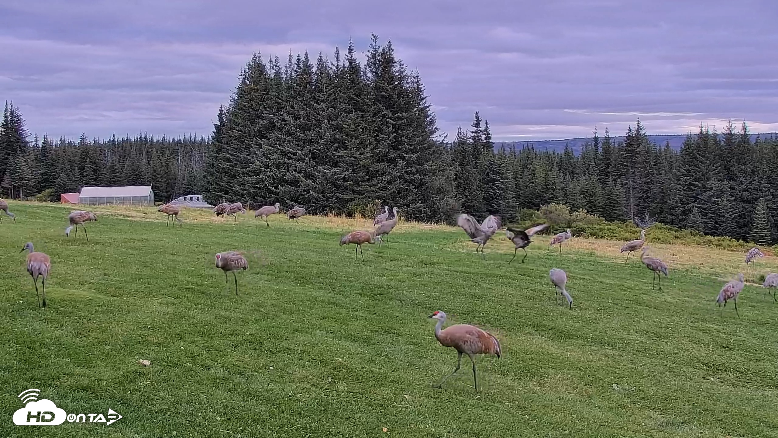 Snapshot of Inspiration Ridge - Homer Alaska Live Webcam taken Sep 3, 2025, 9:10am AKDT