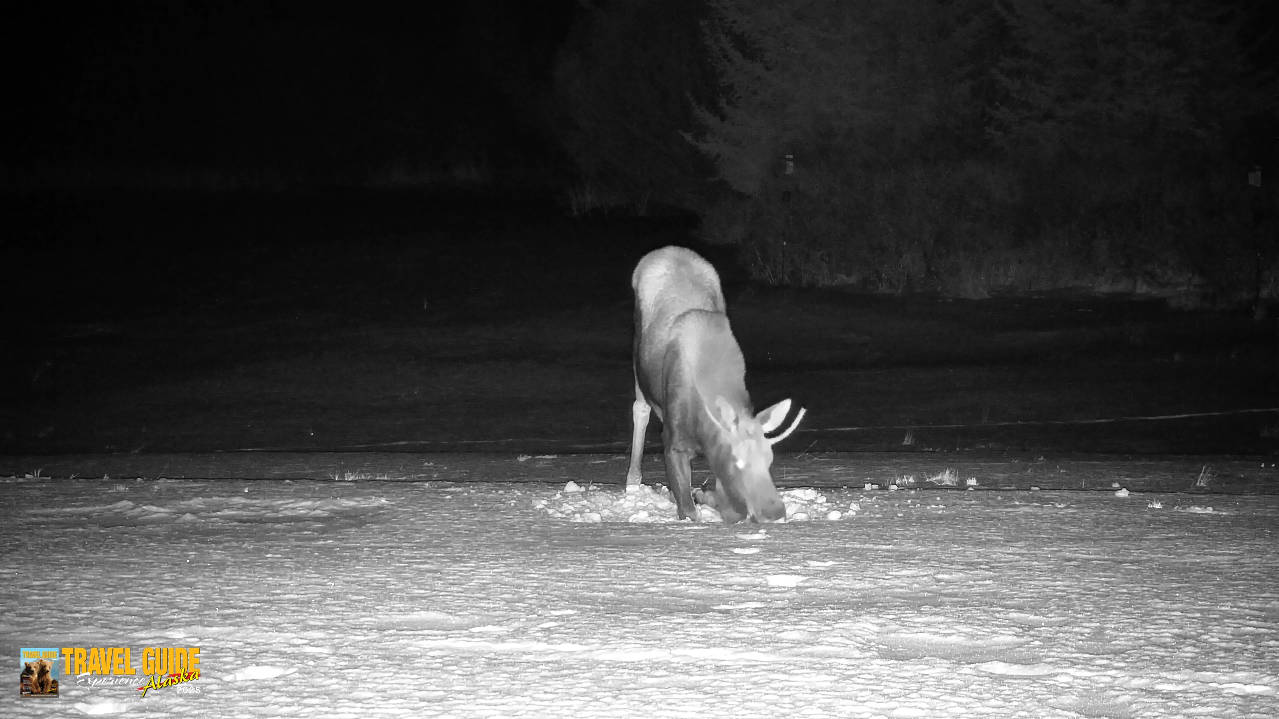Snapshot of Inspiration Ridge - Homer Alaska Live Webcam taken Jan 21, 2026, 11:02pm AKST