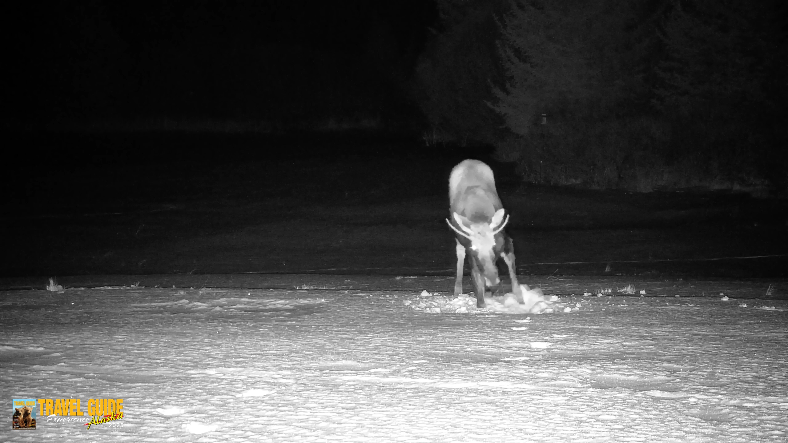 Snapshot of Inspiration Ridge - Homer Alaska Live Webcam taken Jan 21, 2026, 10:55pm AKST