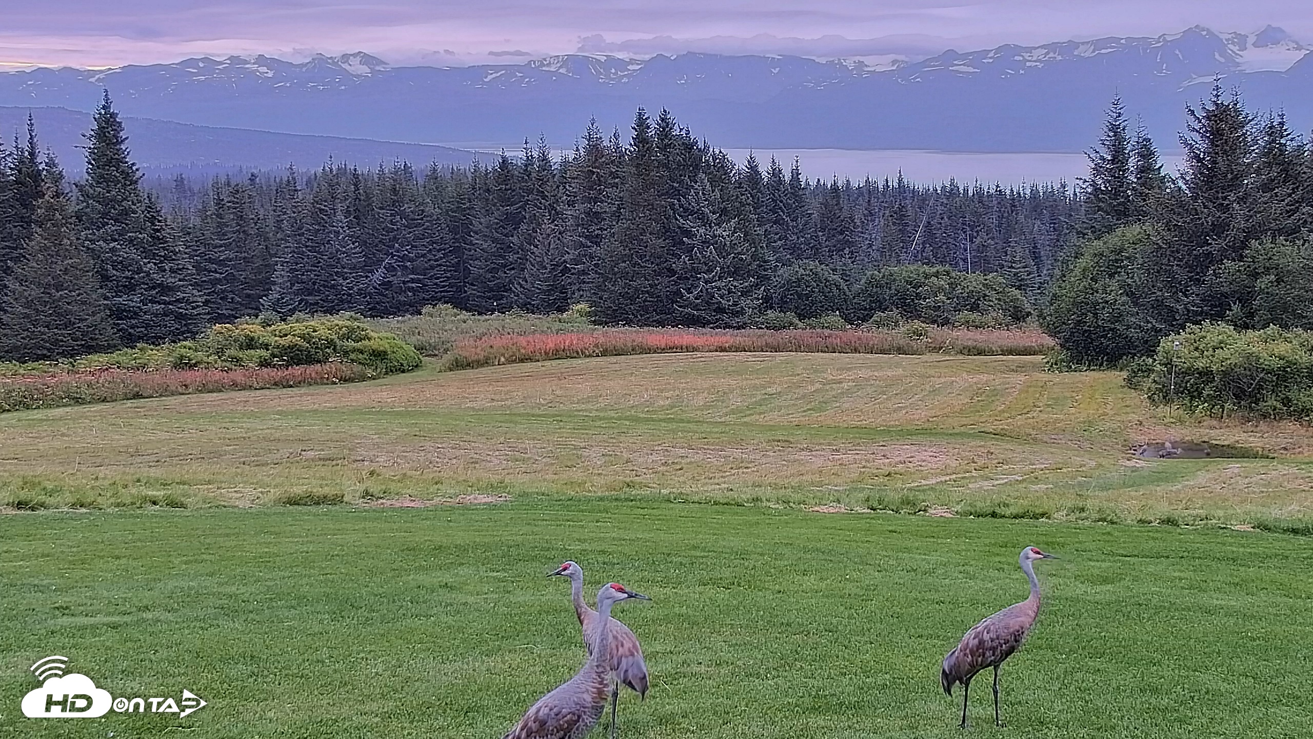 Snapshot of Inspiration Ridge - Homer Alaska Live Webcam taken Aug 31, 2025, 8:15am AKDT
