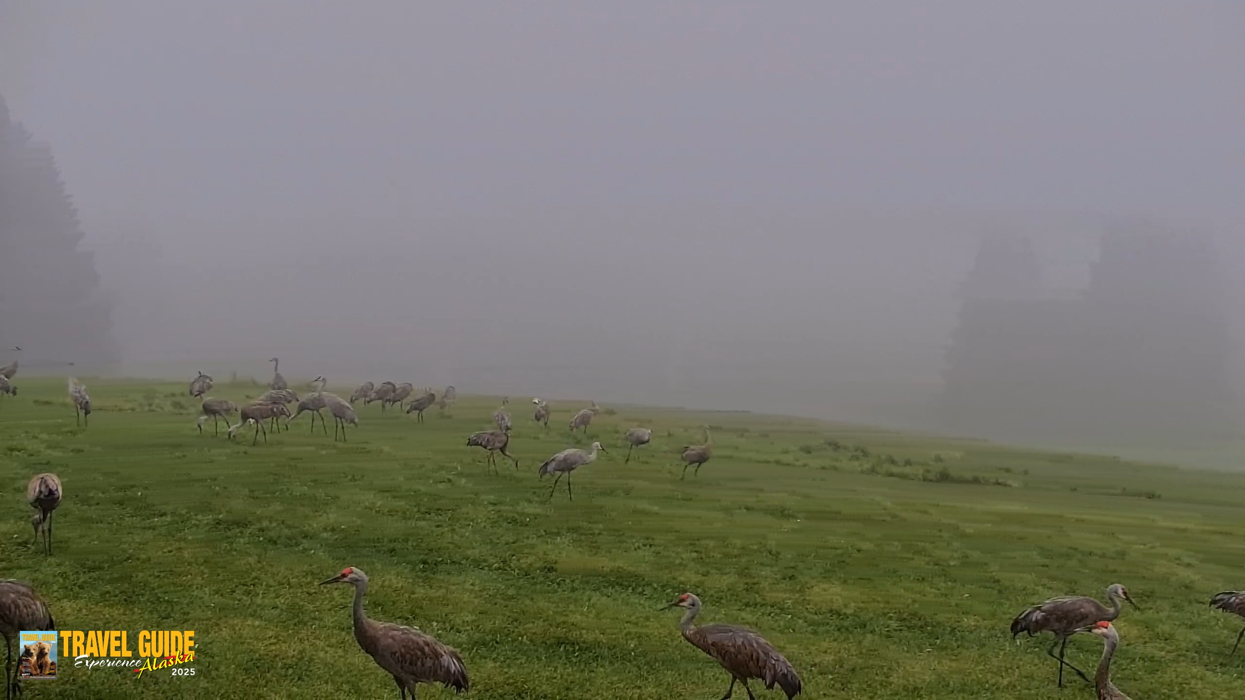 Snapshot of Inspiration Ridge - Homer Alaska Live Webcam taken Aug 25, 2026, 8:07am AKDT