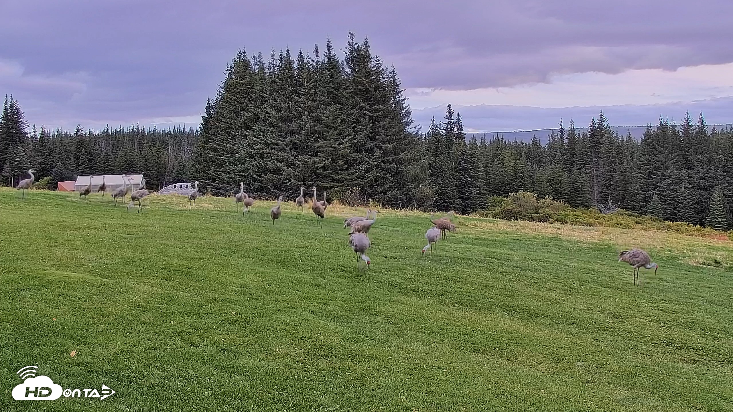 Snapshot of Inspiration Ridge - Homer Alaska Live Webcam taken Sep 7, 2025, 9:37am AKDT
