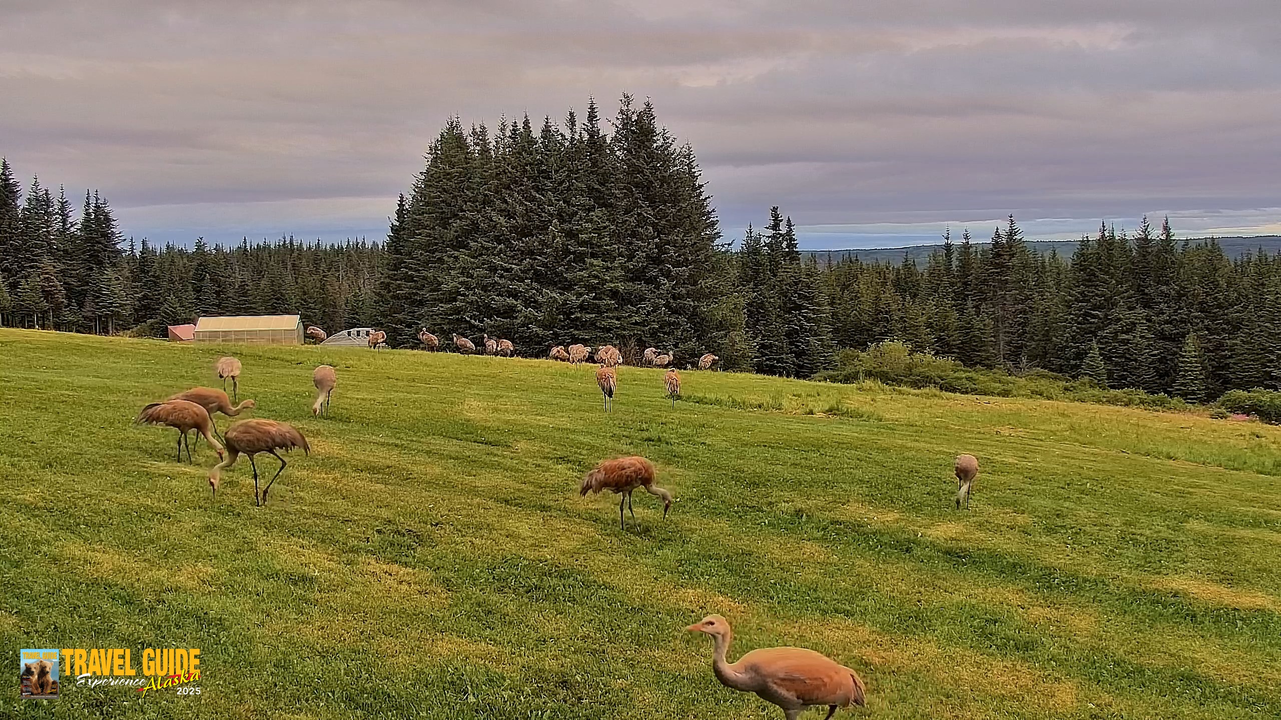 Snapshot of Inspiration Ridge - Homer Alaska Live Webcam taken Aug 20, 2026, 7:09am AKDT