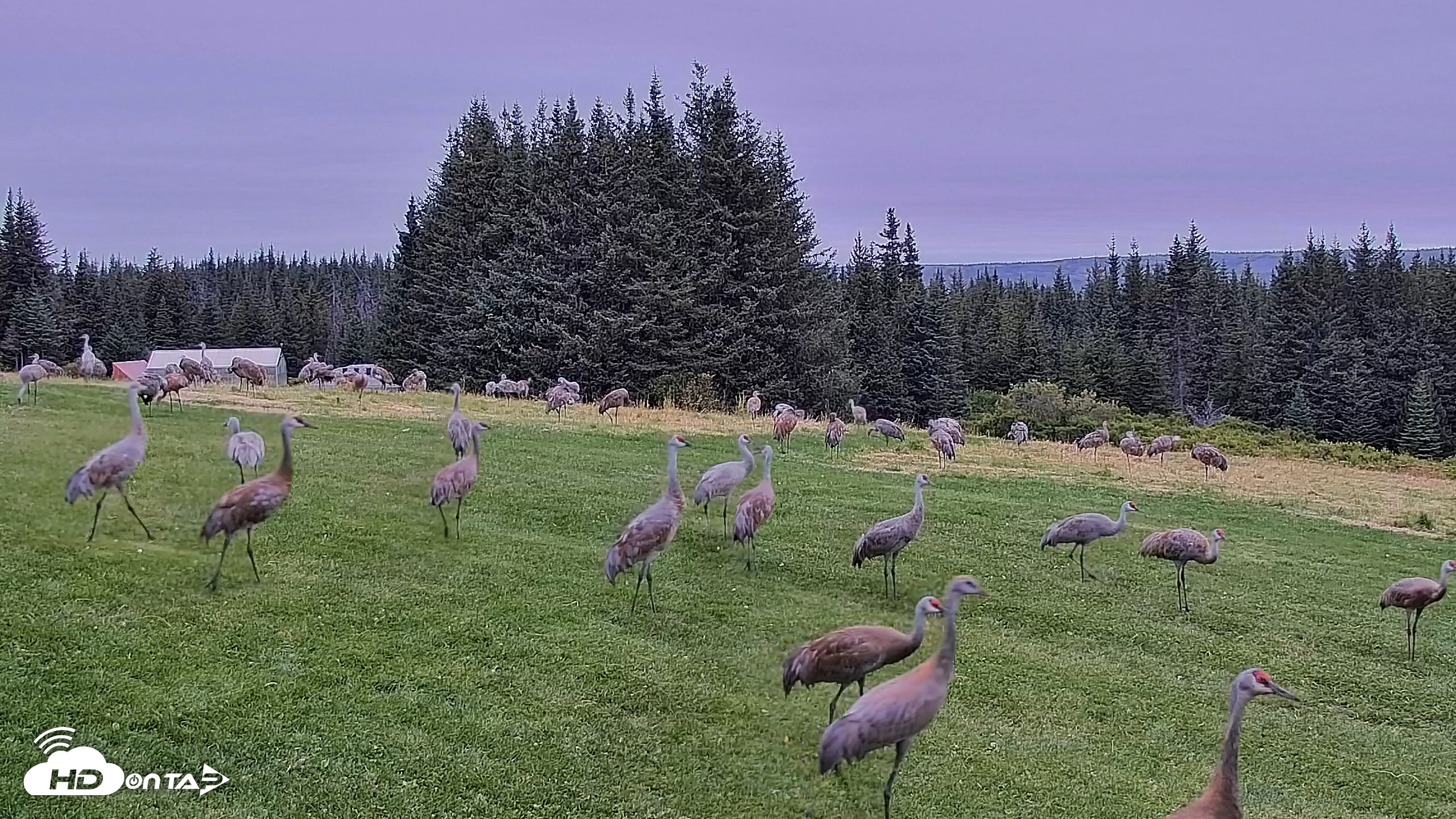 Snapshot of Inspiration Ridge - Homer Alaska Live Webcam taken Aug 31, 2025, 8:08am AKDT