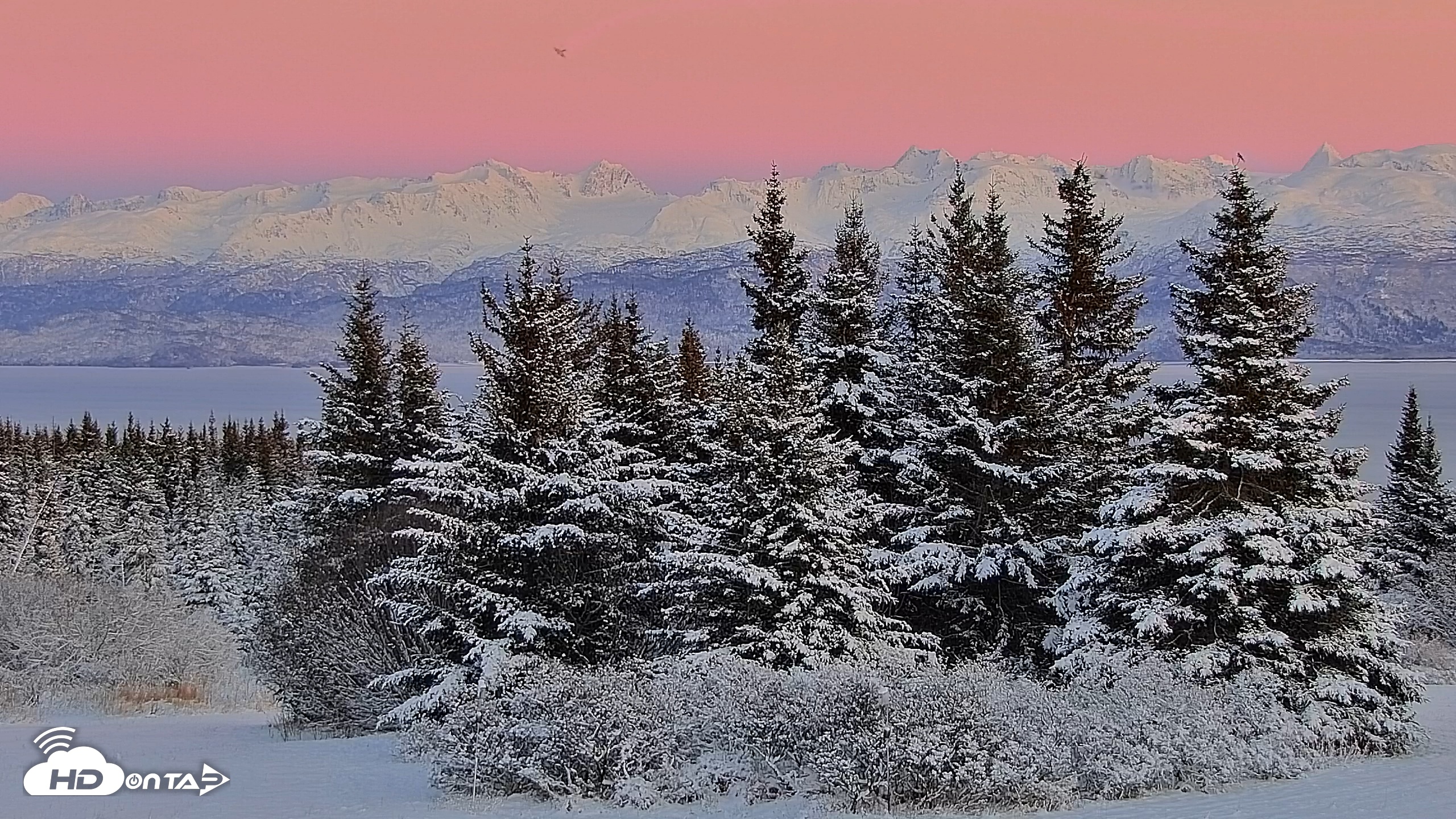Snapshot of Inspiration Ridge - Homer Alaska Live Webcam taken Nov 23, 2025, 4:53pm AKST