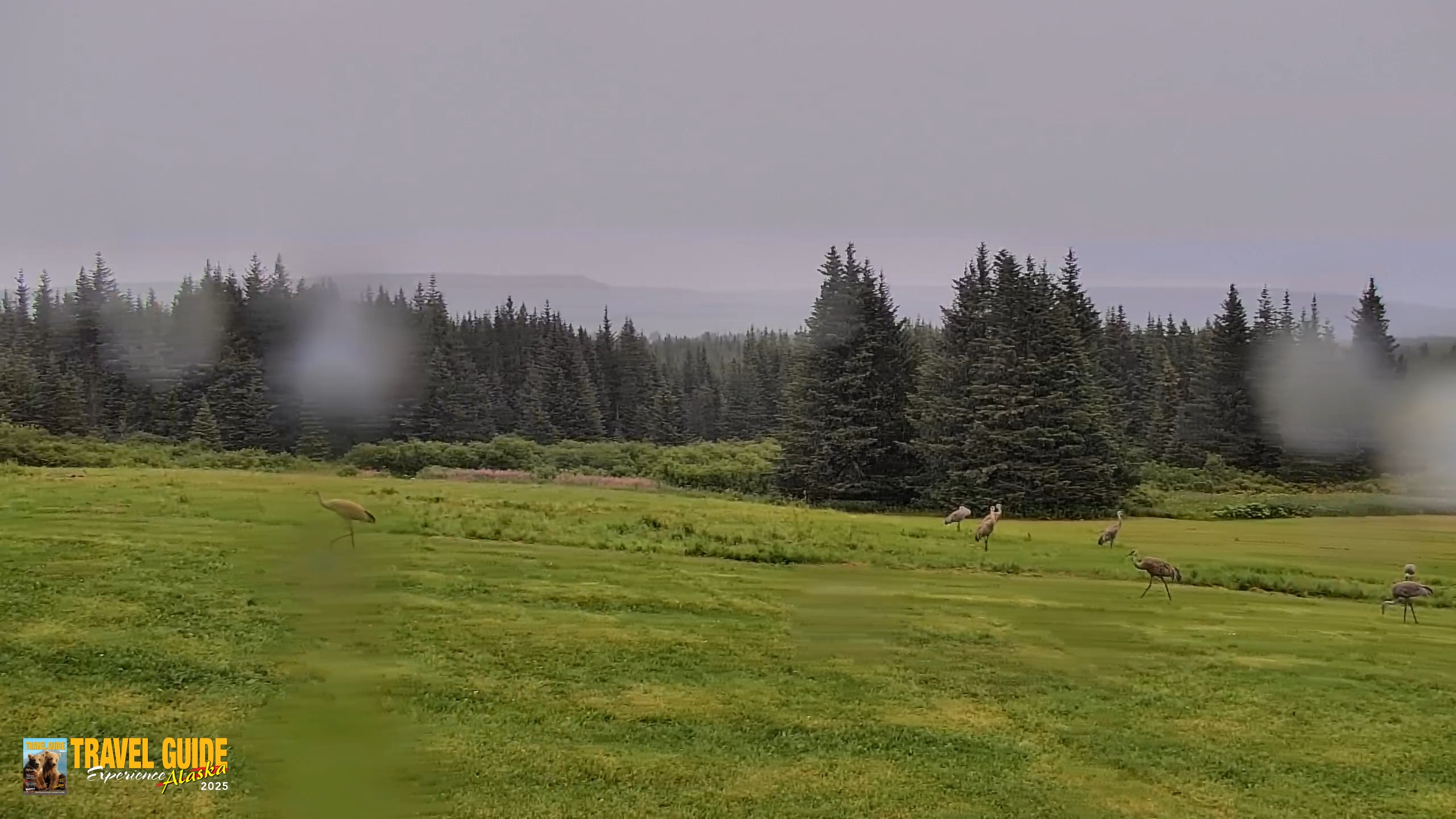 Snapshot of Inspiration Ridge - Homer Alaska Live Webcam taken Aug 22, 2026, 8:15am AKDT
