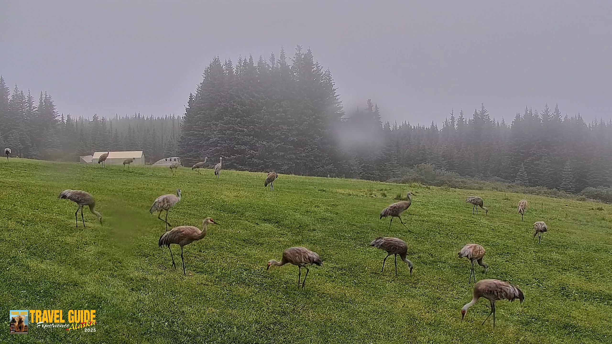 Snapshot of Inspiration Ridge - Homer Alaska Live Webcam taken Aug 25, 2026, 12:23pm AKDT