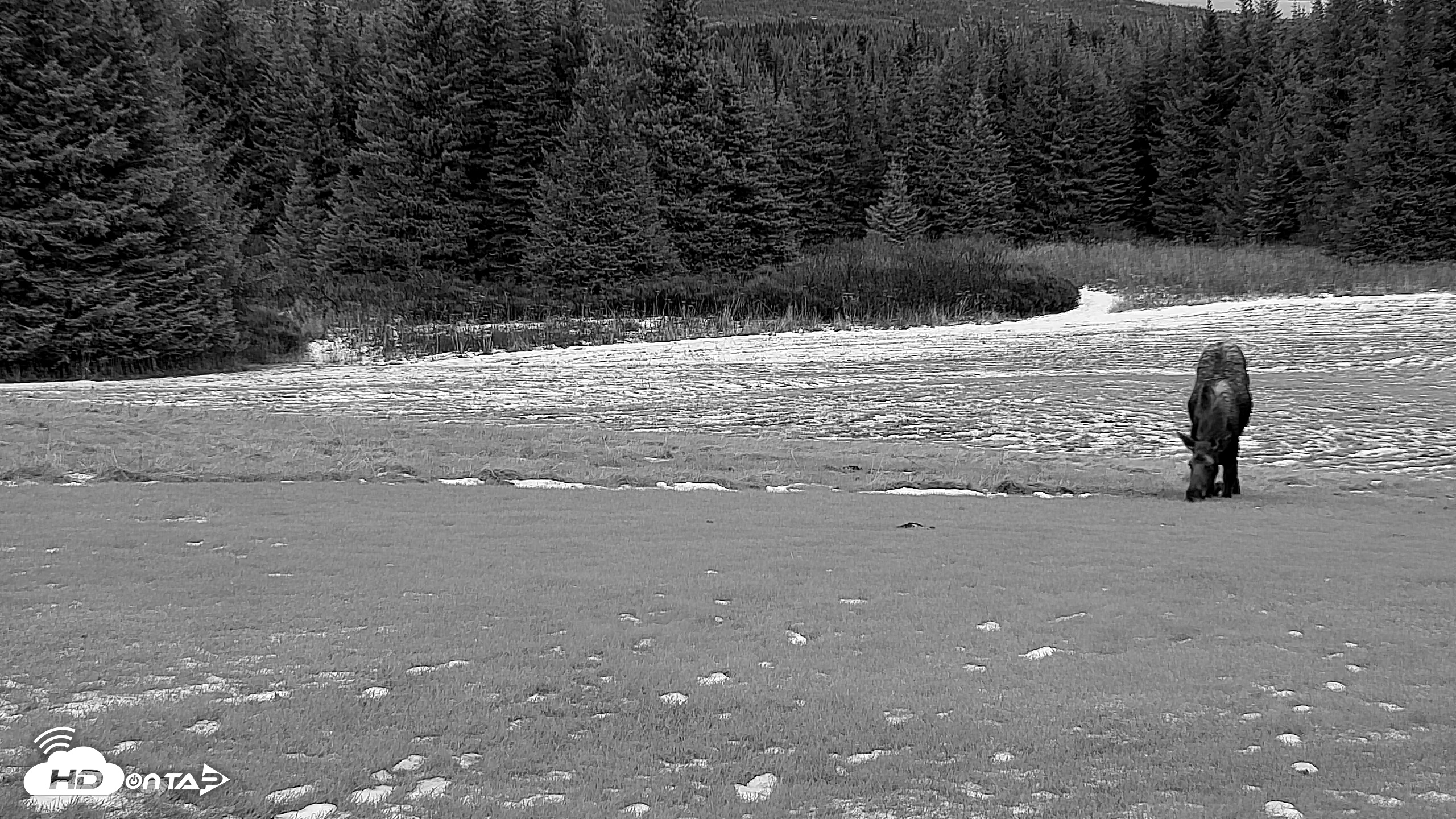 Snapshot of Inspiration Ridge - Homer Alaska Live Webcam taken Dec 3, 2025, 4:24pm AKST