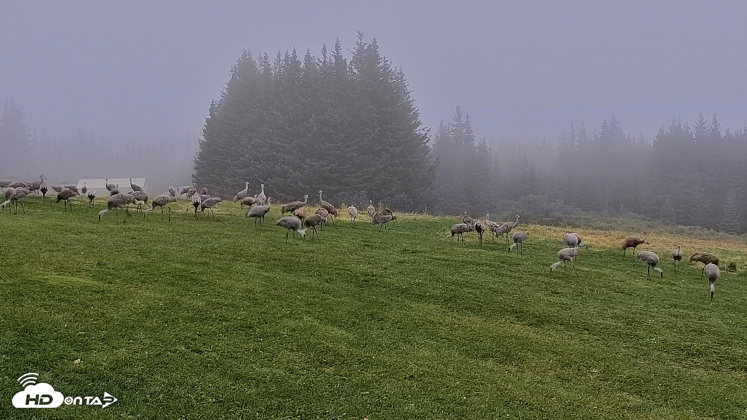 Snapshot of Inspiration Ridge - Homer Alaska Live Webcam taken Sep 5, 2025, 7:24am AKDT