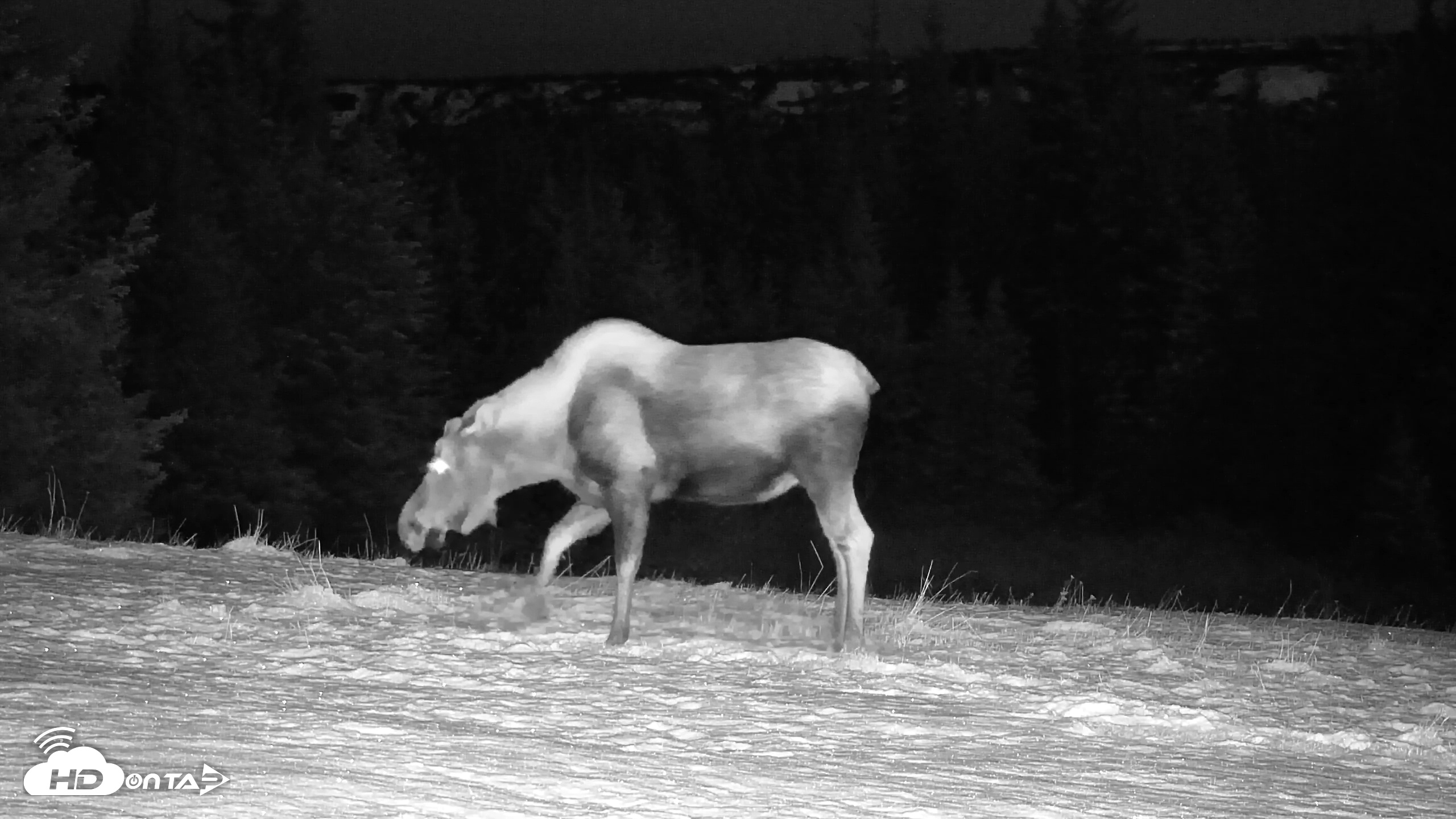 Snapshot of Inspiration Ridge - Homer Alaska Live Webcam taken Nov 8, 2025, 12:30am AKST