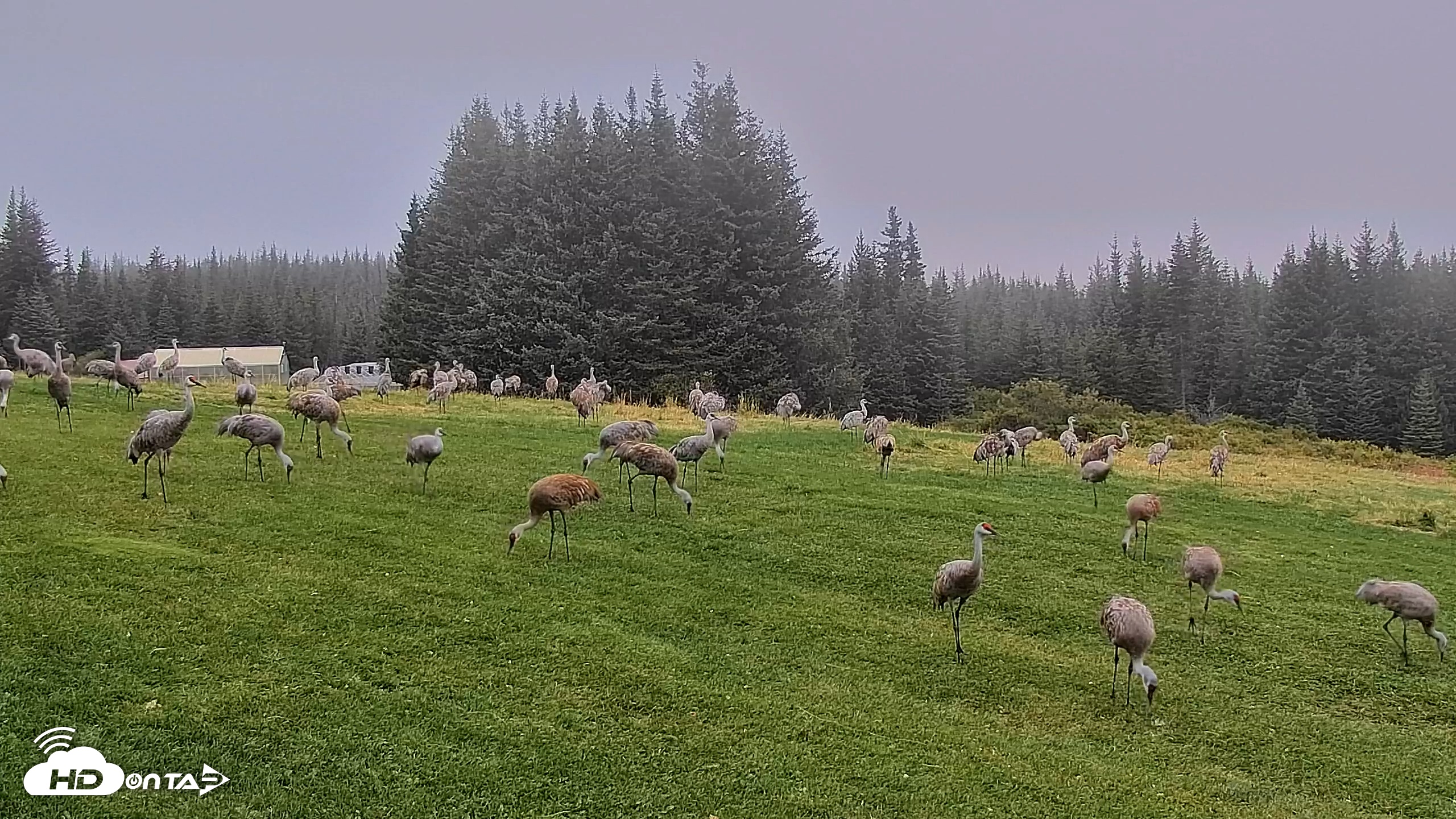 Snapshot of Inspiration Ridge - Homer Alaska Live Webcam taken Sep 5, 2025, 7:44am AKDT