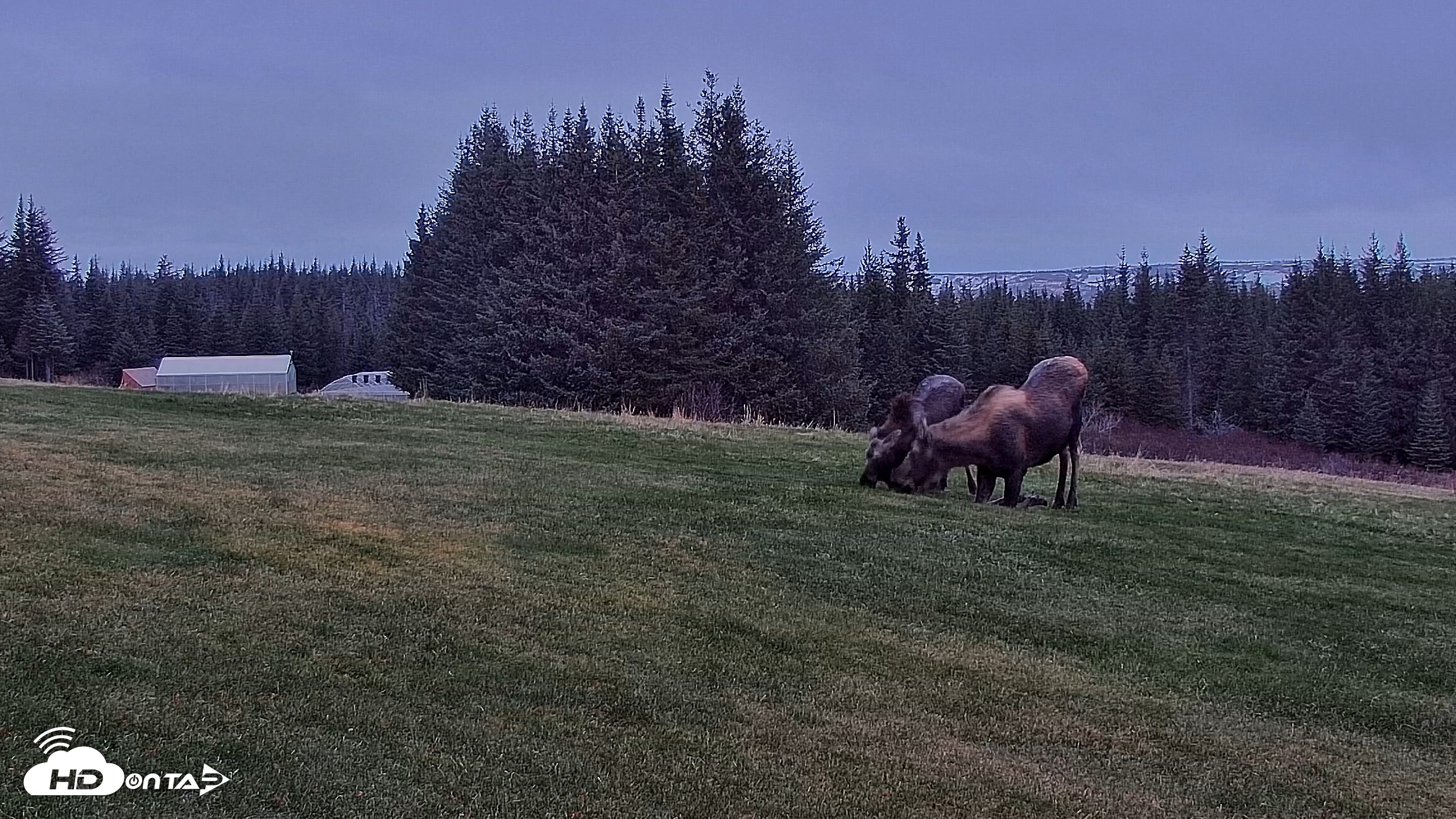 Snapshot of Inspiration Ridge - Homer Alaska Live Webcam taken Nov 2, 2025, 9:28am AKST