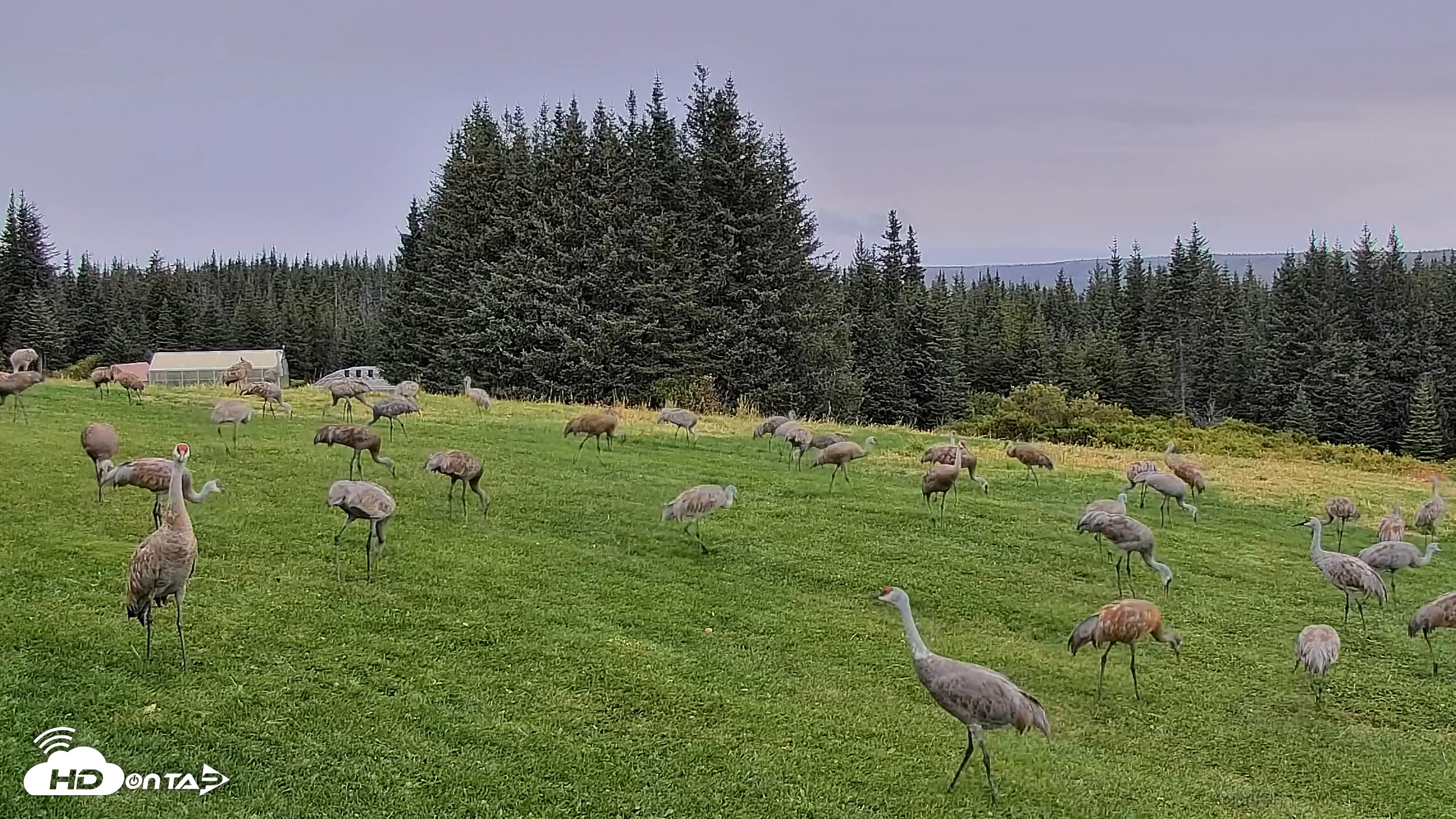 Snapshot of Inspiration Ridge - Homer Alaska Live Webcam taken Sep 4, 2025, 5:20pm AKDT