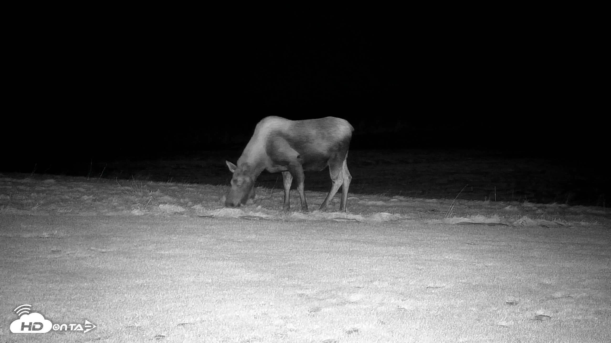 Snapshot of Inspiration Ridge - Homer Alaska Live Webcam taken Dec 8, 2025, 7:09pm AKST