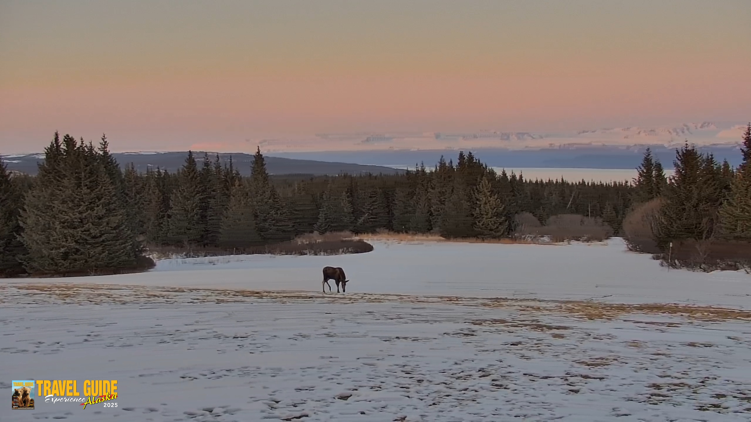 Snapshot of Inspiration Ridge - Homer Alaska Live Webcam taken Apr 1, 2026, 9:51pm AKDT