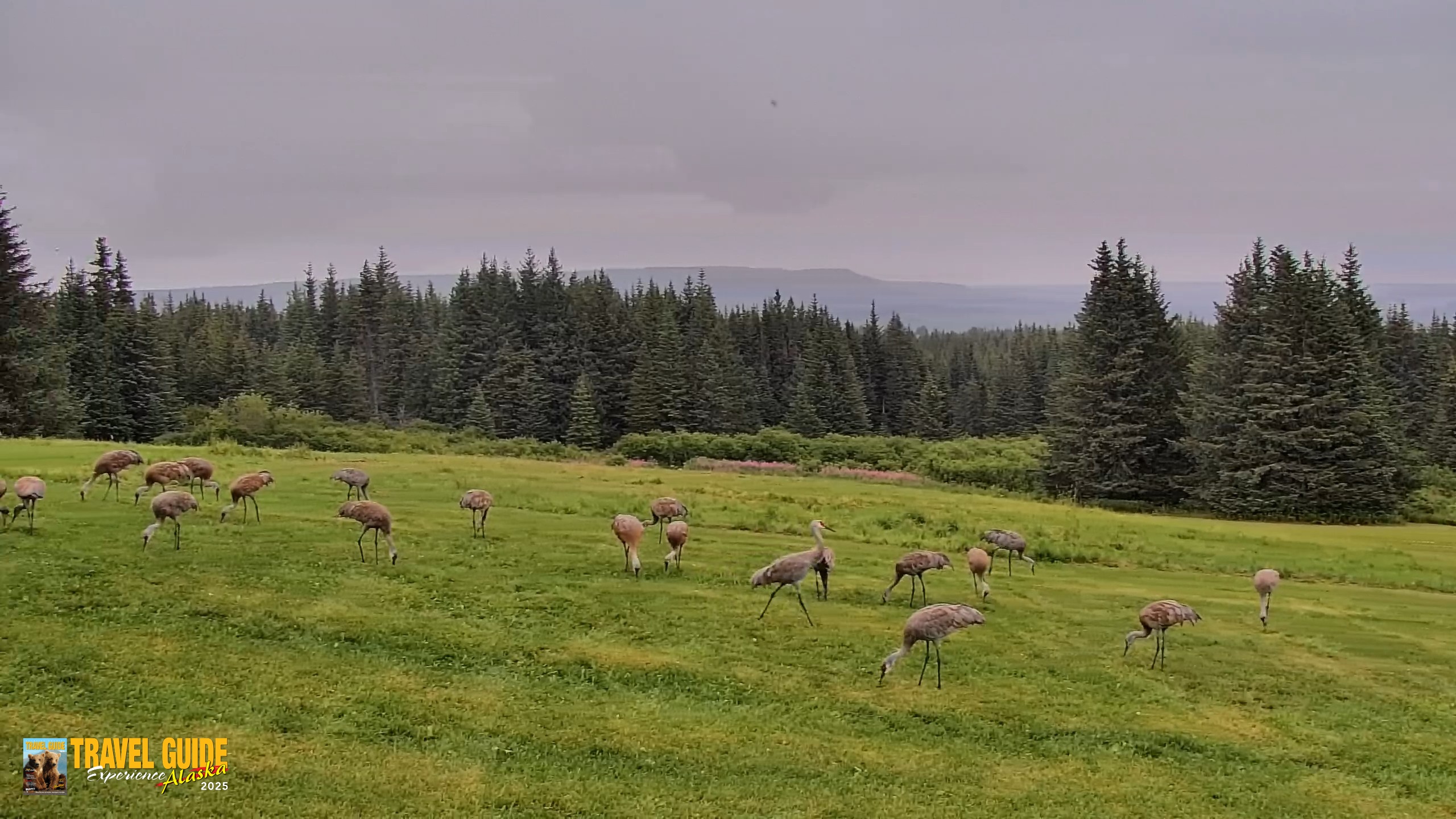 Snapshot of Inspiration Ridge - Homer Alaska Live Webcam taken Aug 22, 2026, 7:50pm AKDT