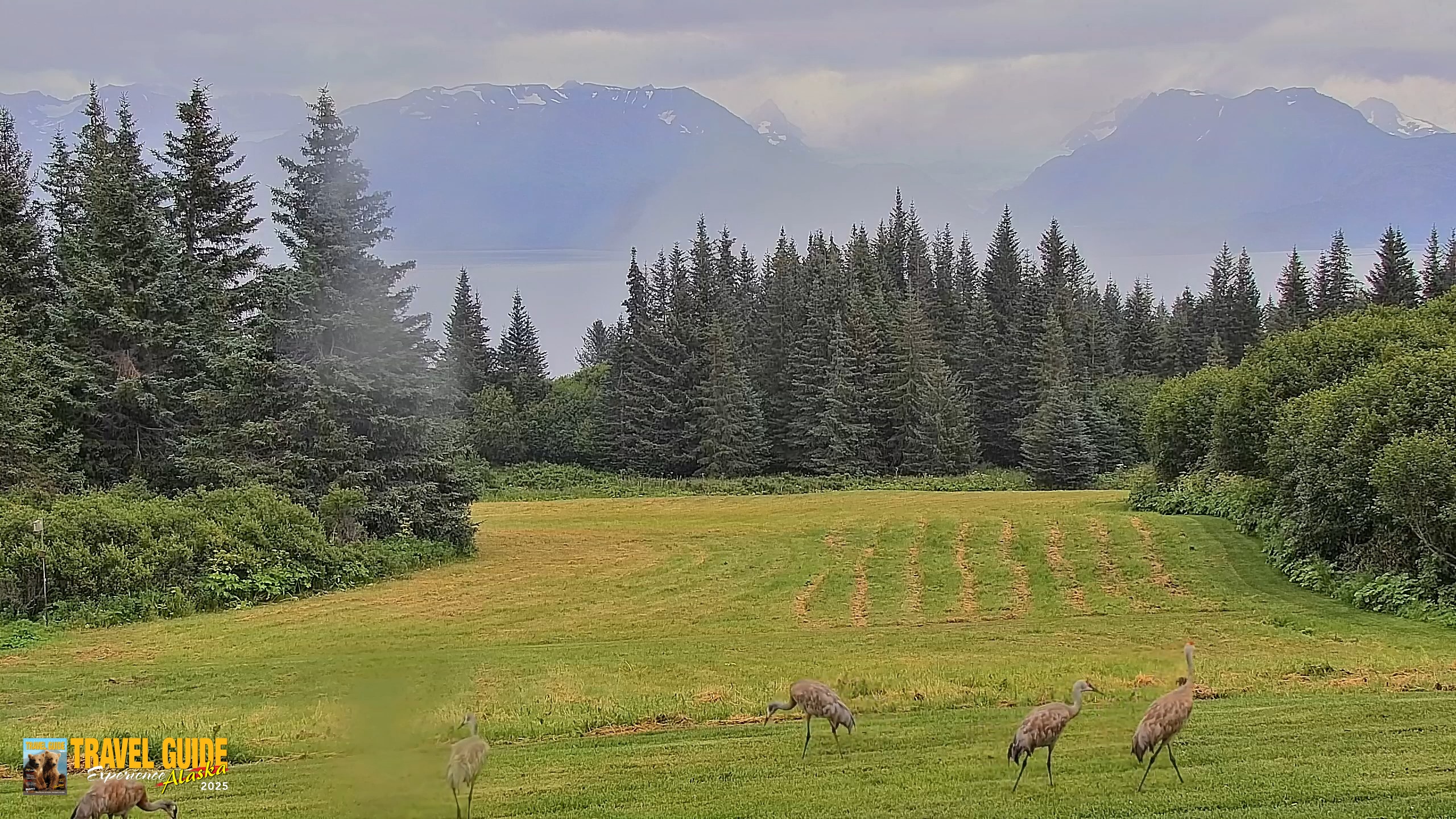 Snapshot of Inspiration Ridge - Homer Alaska Live Webcam taken Aug 19, 2026, 5:21pm AKDT