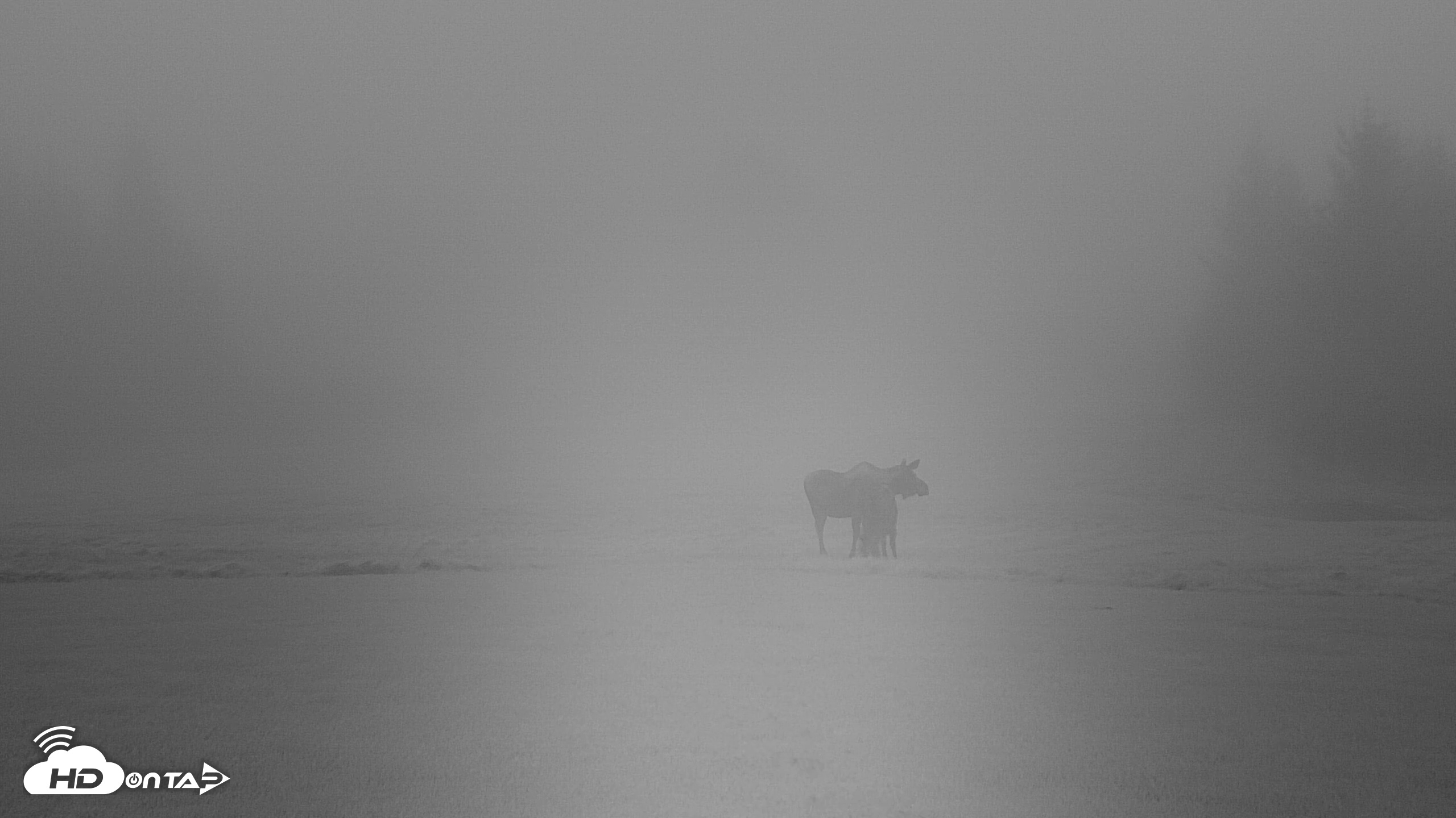Snapshot of Inspiration Ridge - Homer Alaska Live Webcam taken Nov 1, 2025, 8:17pm AKDT