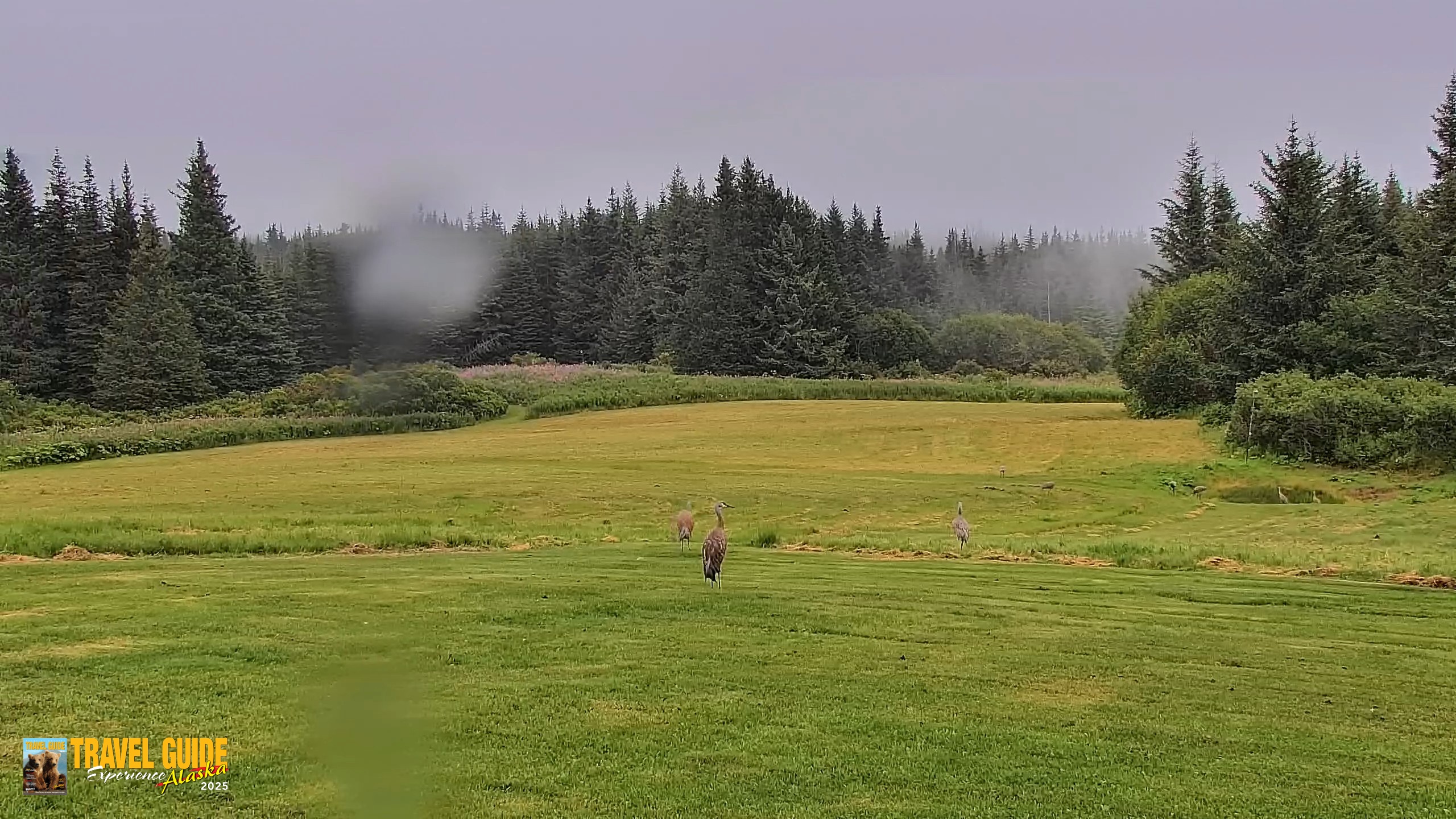 Snapshot of Inspiration Ridge - Homer Alaska Live Webcam taken Aug 19, 2026, 5:30pm AKDT