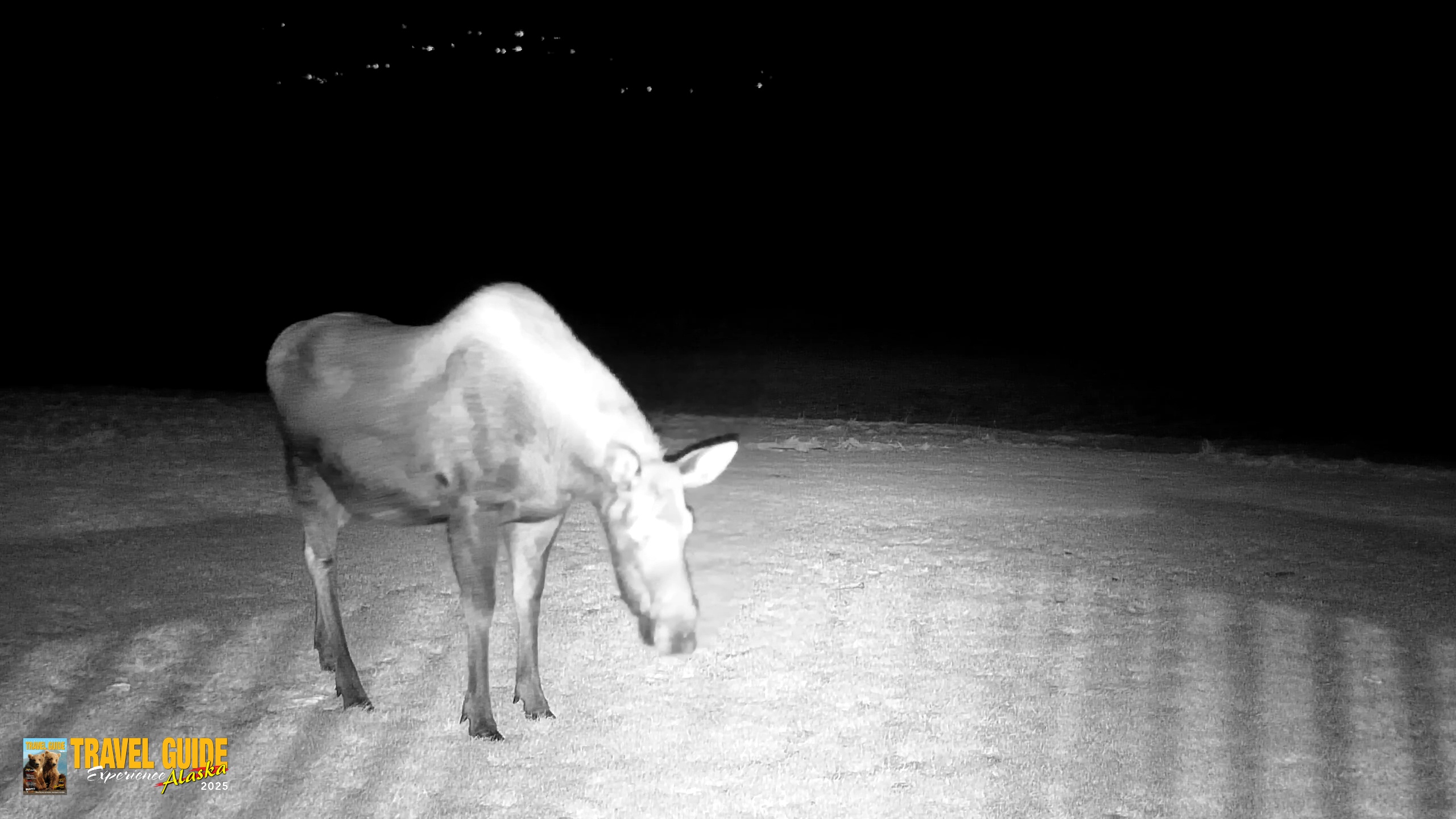 Snapshot of Inspiration Ridge - Homer Alaska Live Webcam taken Dec 25, 2025, 8:37pm AKST