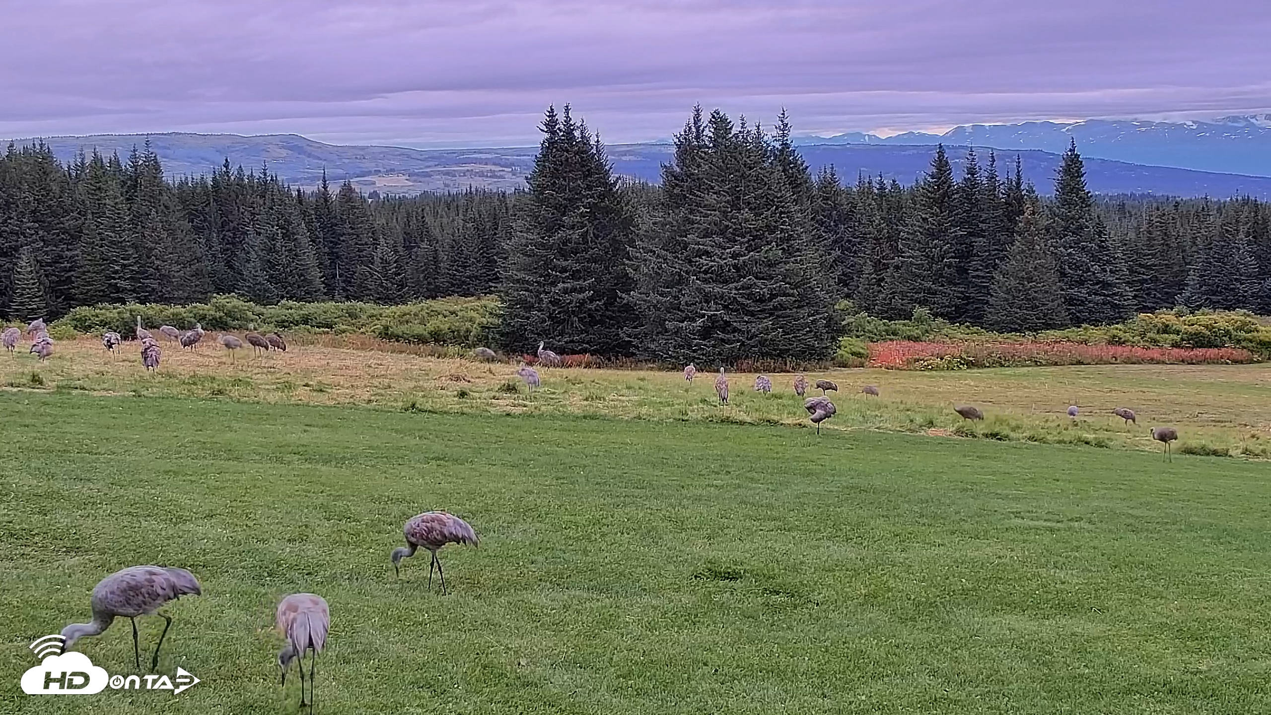 Snapshot of Inspiration Ridge - Homer Alaska Live Webcam taken Sep 2, 2025, 9:55am AKDT