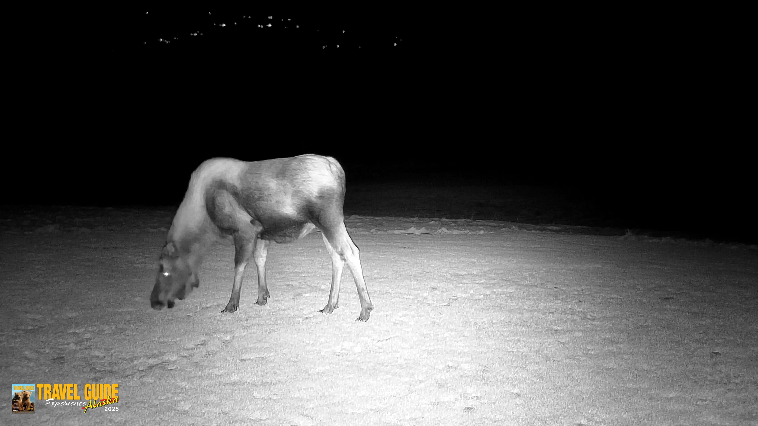 Snapshot of Inspiration Ridge - Homer Alaska Live Webcam taken Dec 25, 2025, 8:22pm AKST