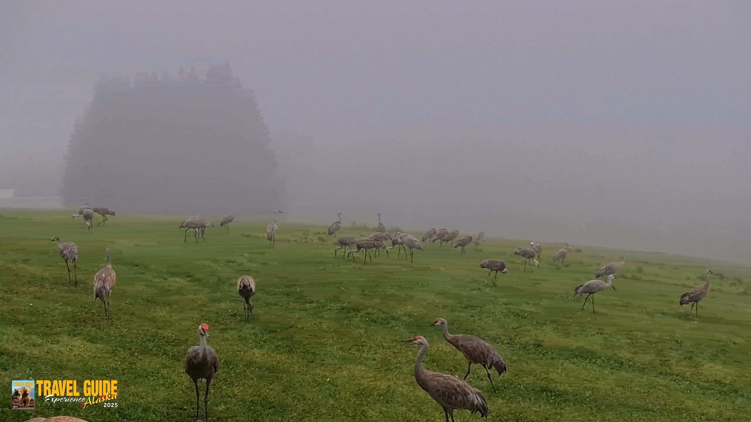 Snapshot of Inspiration Ridge - Homer Alaska Live Webcam taken Aug 25, 2026, 8:07am AKDT