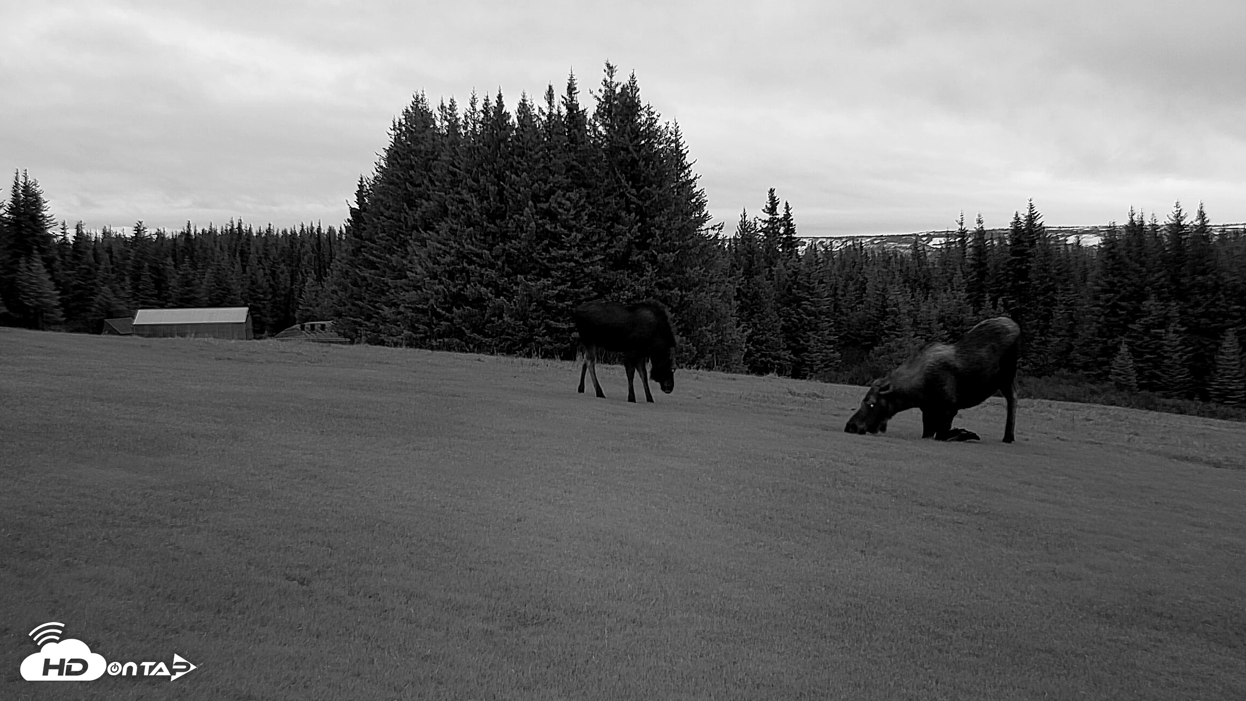 Snapshot of Inspiration Ridge - Homer Alaska Live Webcam taken Nov 2, 2025, 9:26am AKST