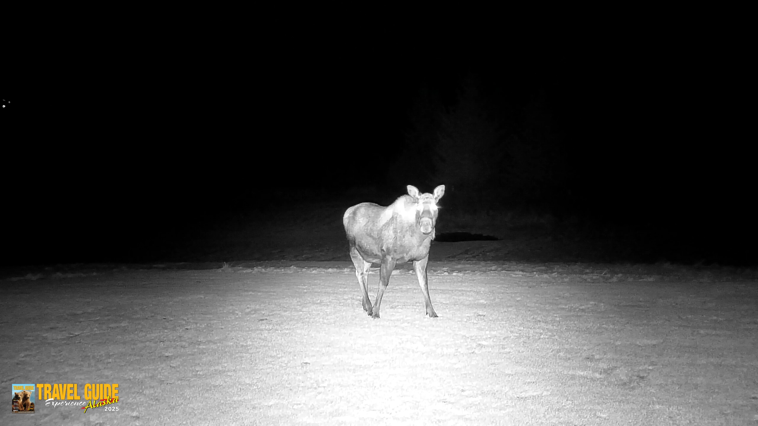Snapshot of Inspiration Ridge - Homer Alaska Live Webcam taken Dec 25, 2025, 7:26pm AKST