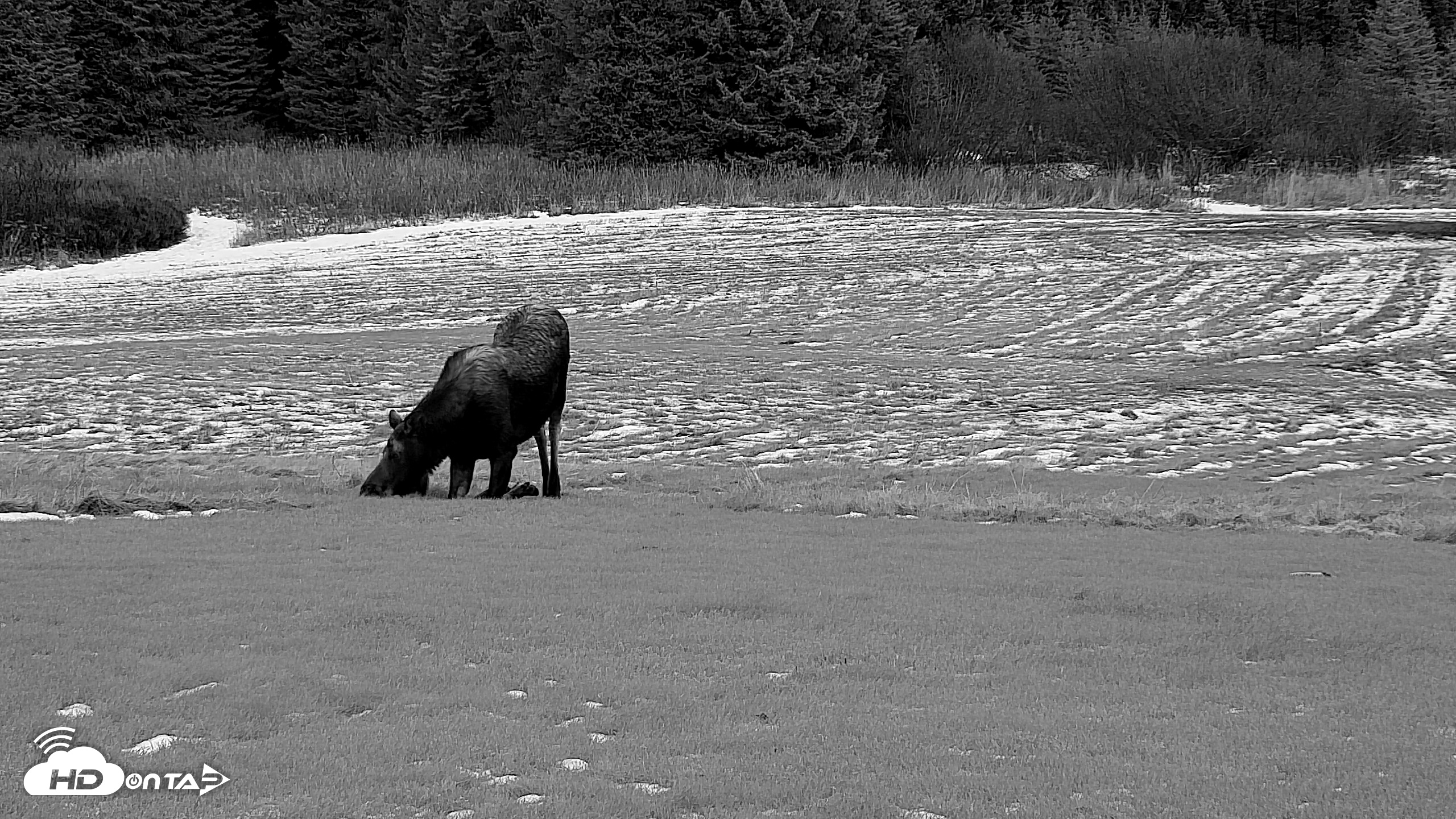 Snapshot of Inspiration Ridge - Homer Alaska Live Webcam taken Dec 3, 2025, 4:20pm AKST