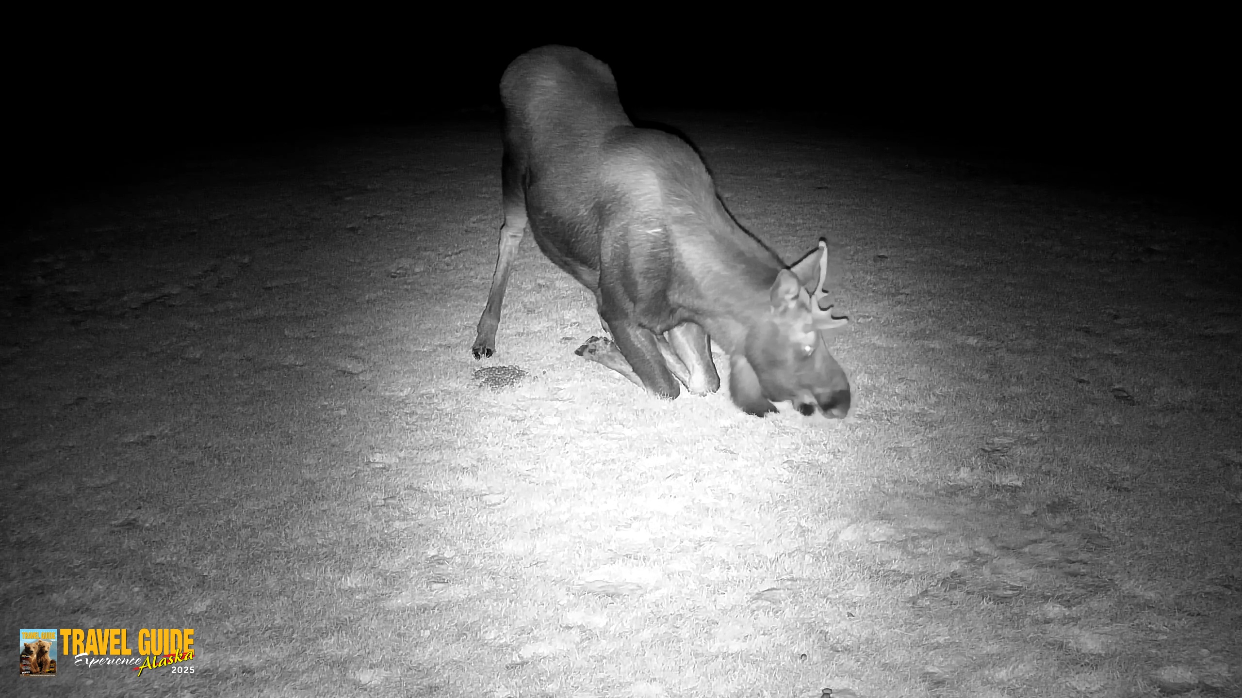 Snapshot of Inspiration Ridge - Homer Alaska Live Webcam taken Dec 22, 2025, 10:00pm AKST