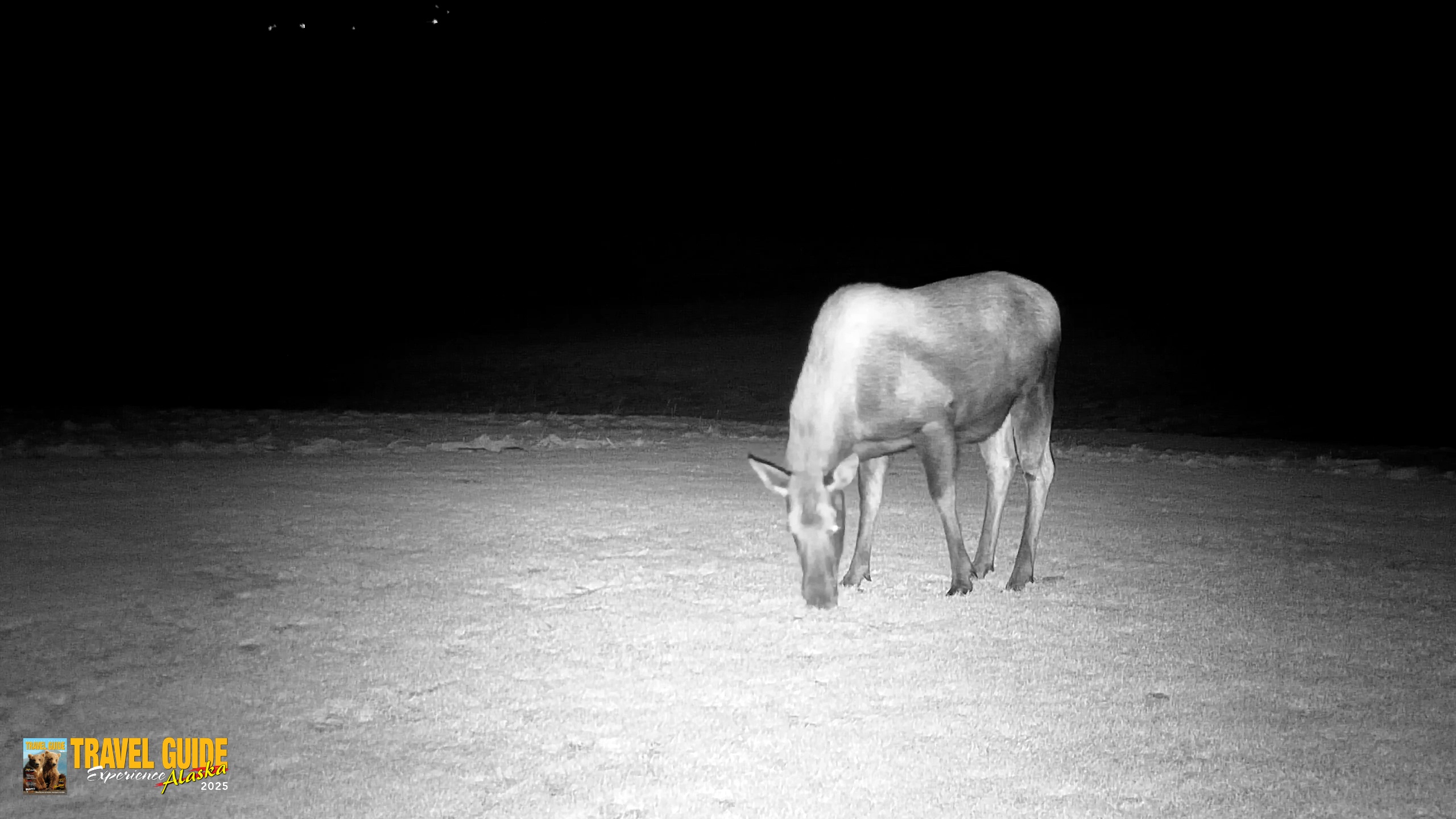Snapshot of Inspiration Ridge - Homer Alaska Live Webcam taken Dec 25, 2025, 8:03pm AKST