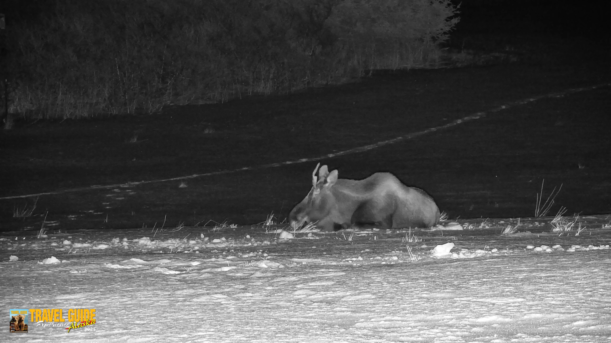 Snapshot of Inspiration Ridge - Homer Alaska Live Webcam taken Jan 21, 2026, 11:38pm AKST