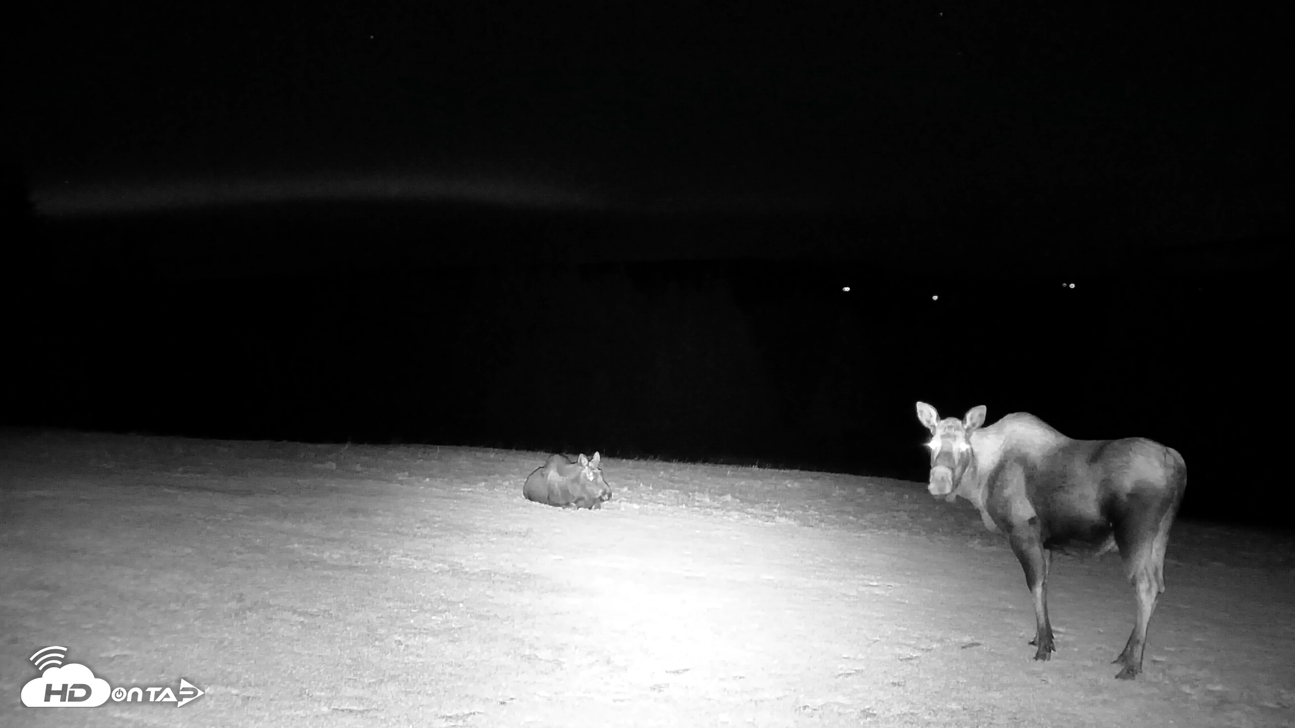 Snapshot of Inspiration Ridge - Homer Alaska Live Webcam taken Dec 11, 2025, 10:04pm AKST