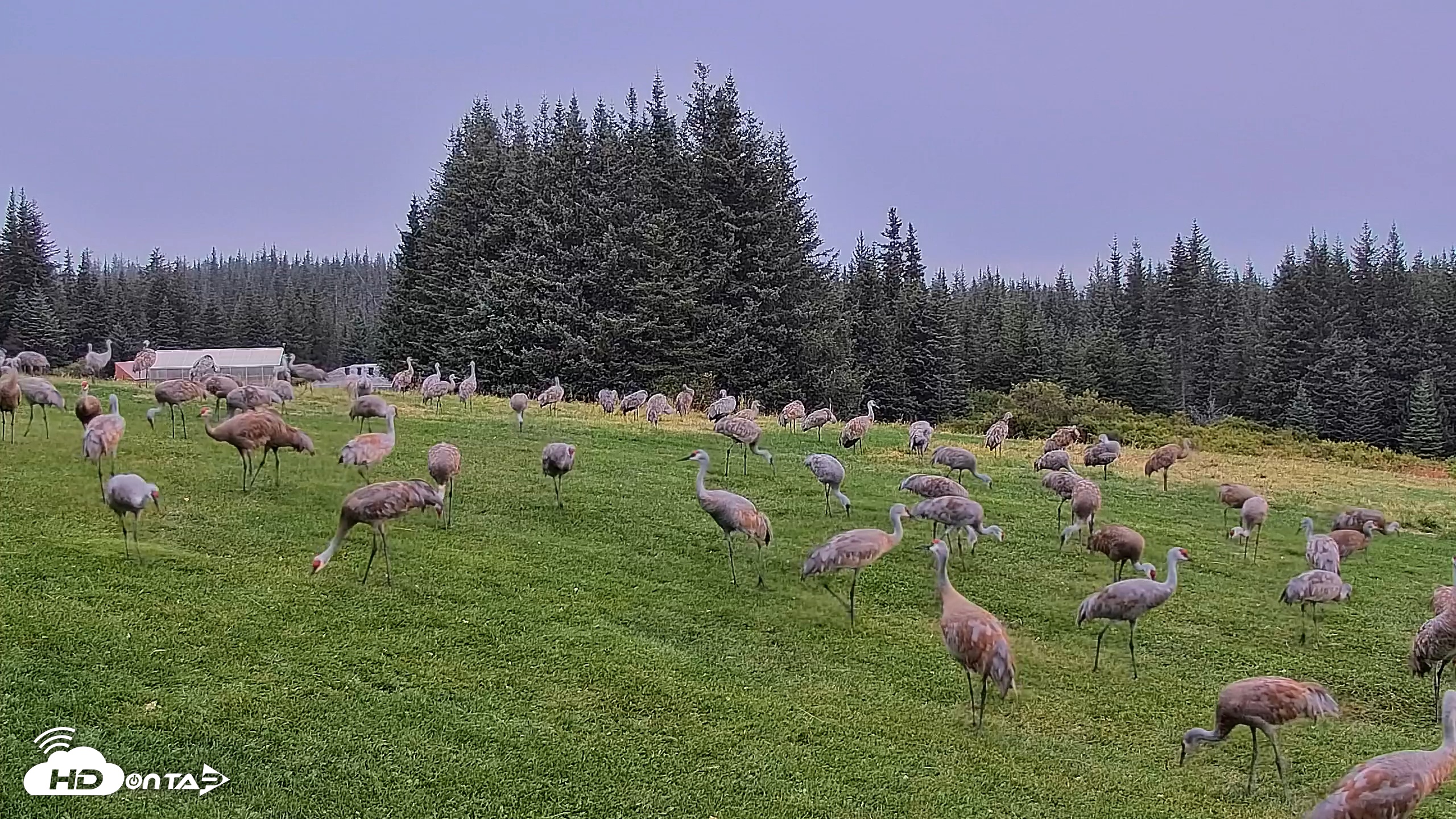Snapshot of Inspiration Ridge - Homer Alaska Live Webcam taken Sep 5, 2025, 7:58am AKDT