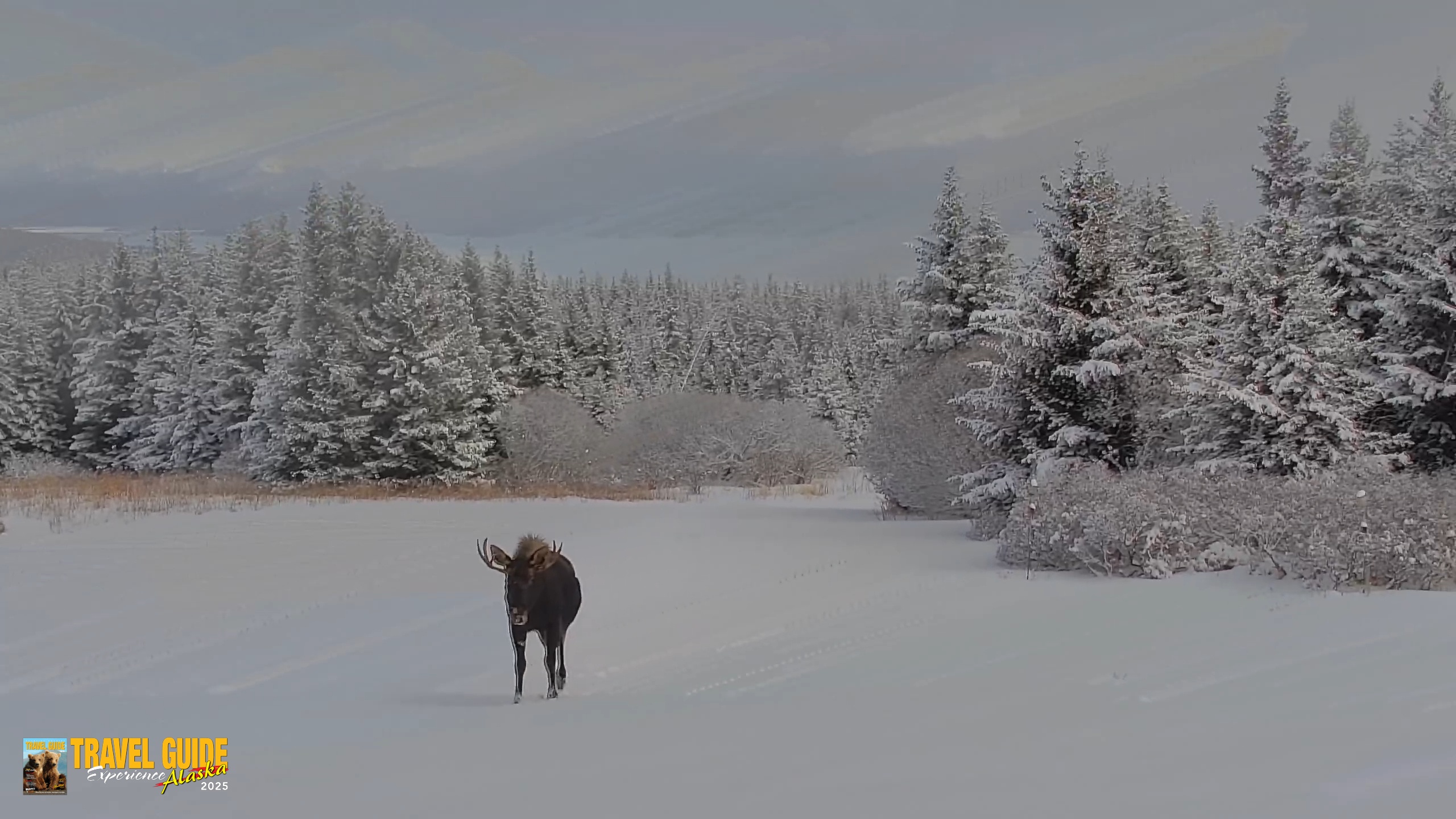 Snapshot of Inspiration Ridge - Homer Alaska Live Webcam taken Feb 12, 2026, 4:46pm AKST