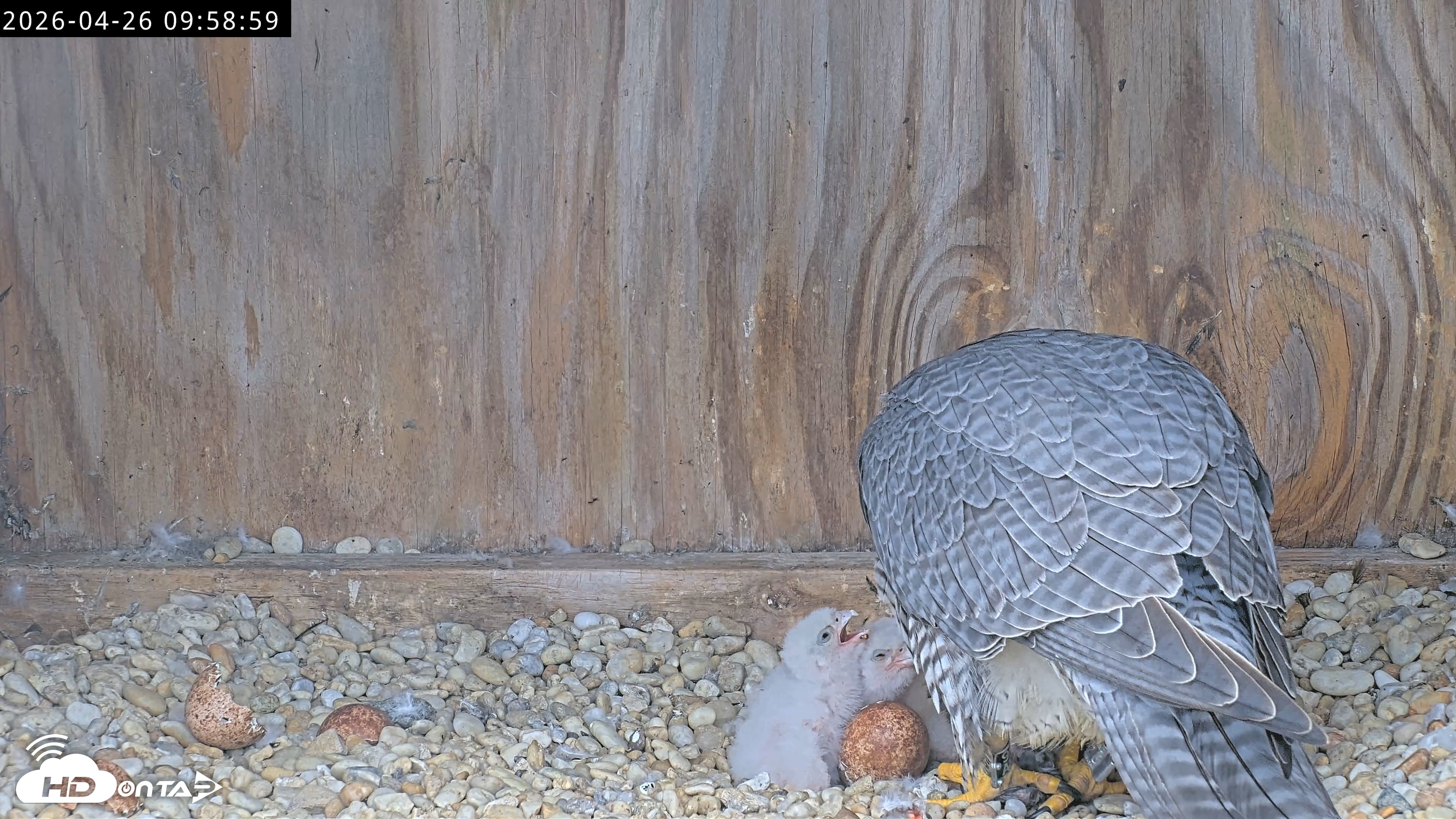 Snapshot of Richmond Virginia Peregrine Falcon Live Cam taken Apr 26, 2026, 10:10am EDT