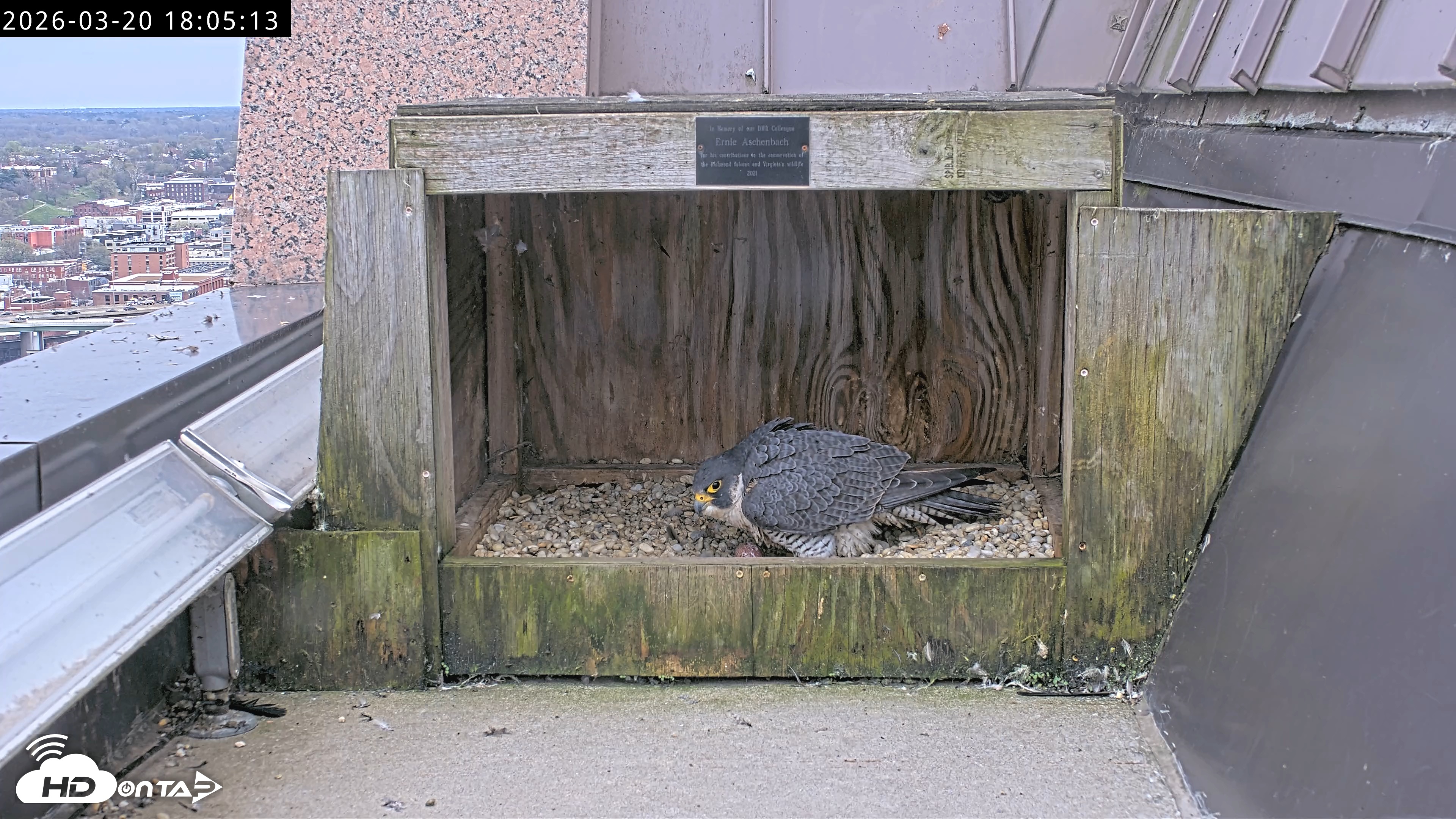Snapshot of Richmond Virginia Peregrine Falcon Live Cam taken Mar 20, 2026, 6:16pm EDT