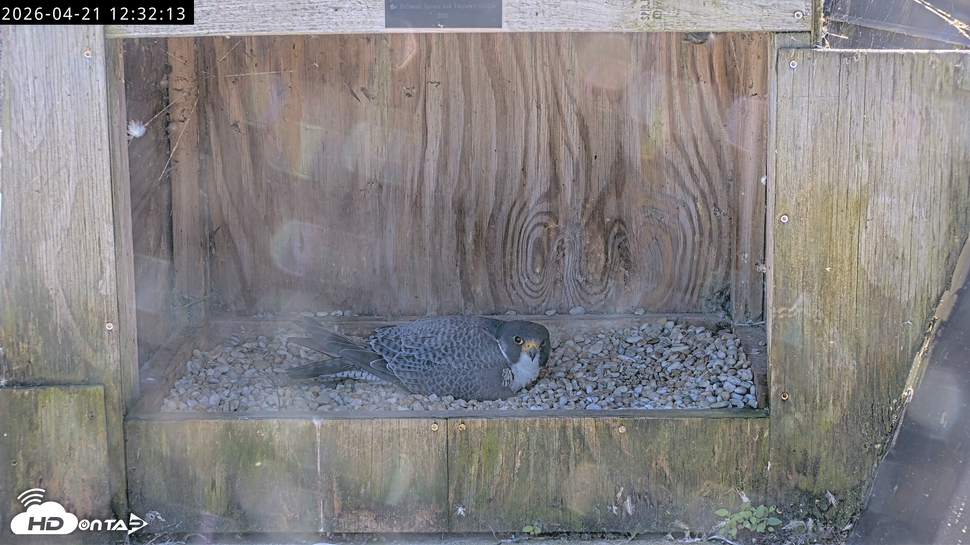 Snapshot of Richmond Virginia Peregrine Falcon Live Cam taken Apr 21, 2026, 12:43pm EDT