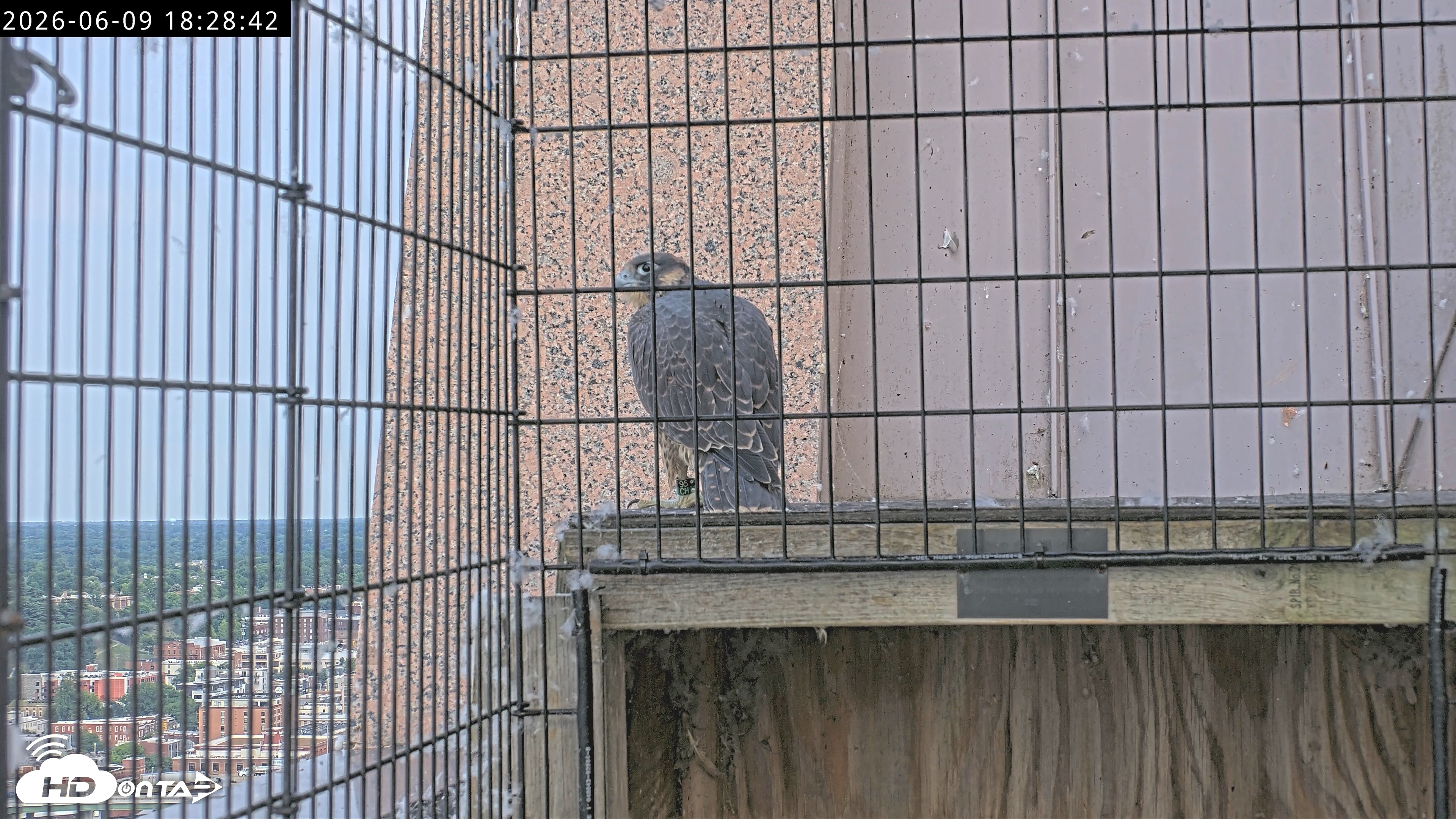 Snapshot of Richmond Virginia Peregrine Falcon Live Cam taken Jun 9, 2026, 6:30pm EDT