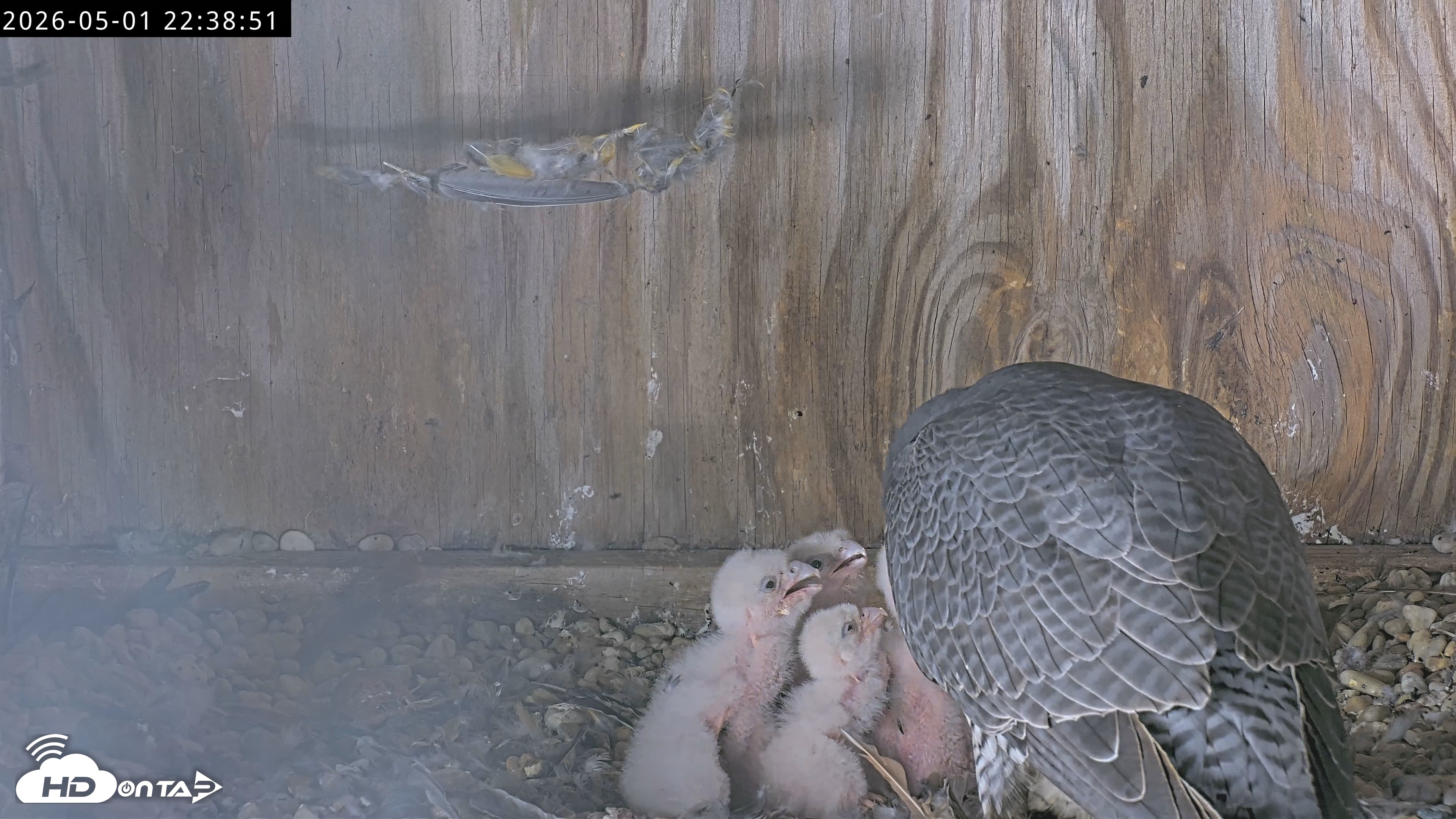 Snapshot of Richmond Virginia Peregrine Falcon Live Cam taken May 1, 2026, 10:39pm EDT
