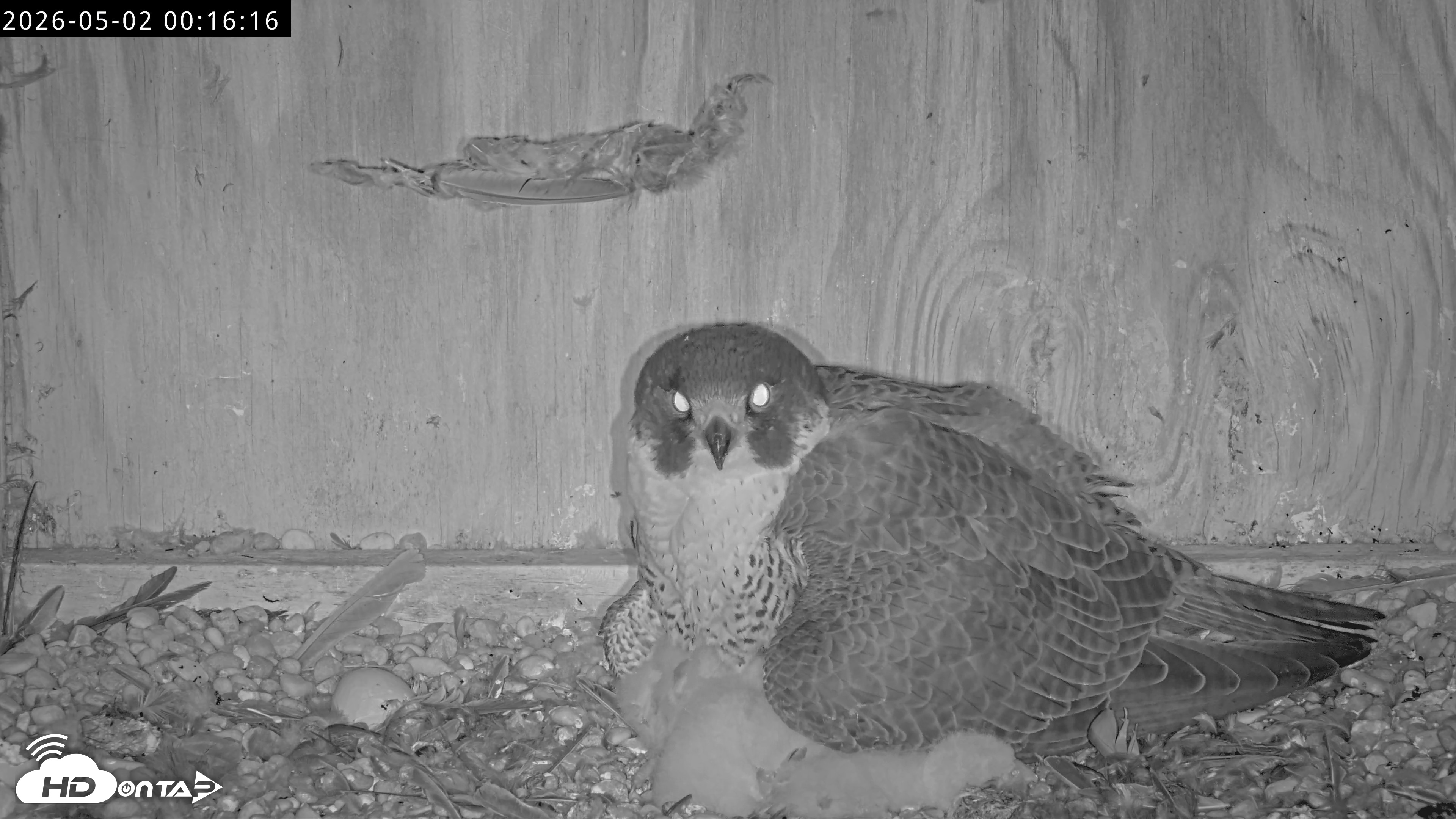 Snapshot of Richmond Virginia Peregrine Falcon Live Cam taken May 2, 2026, 12:17am EDT